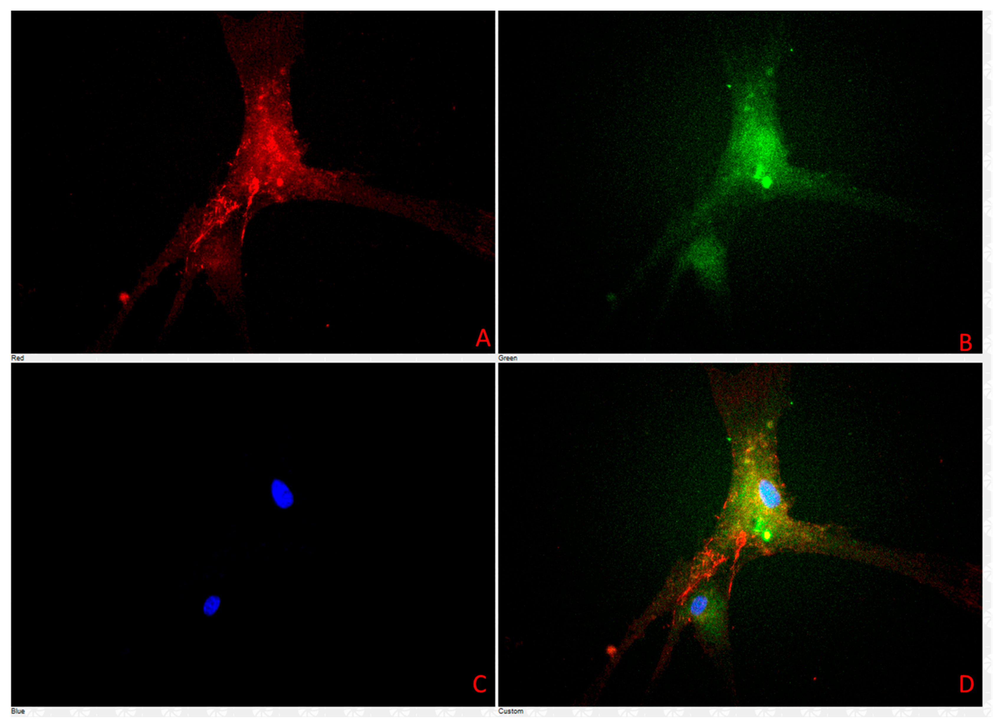 Vetsci 12 00905 g011 Vetsci 12 00905 g011