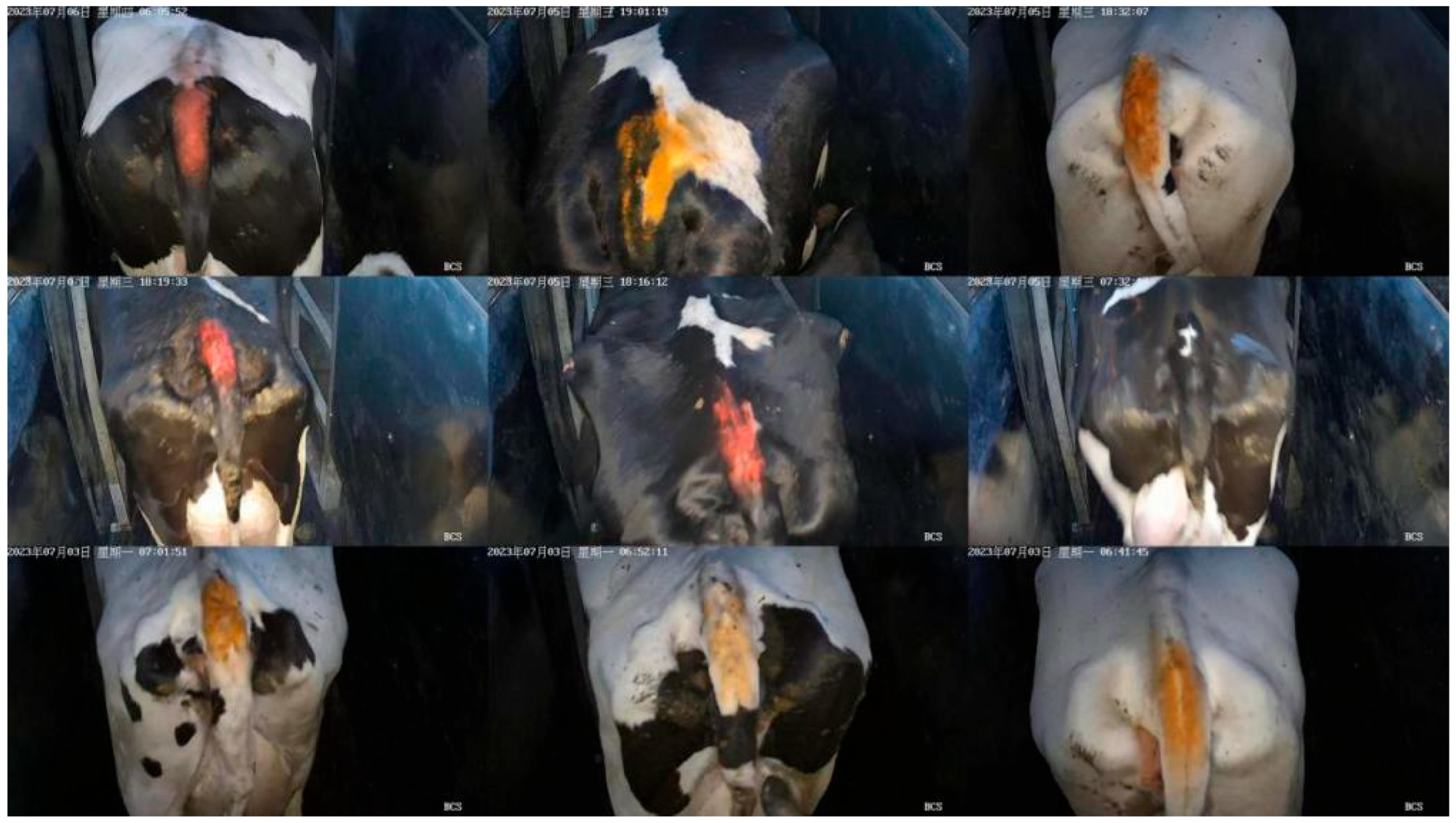 Vetsci 12 00906 g001