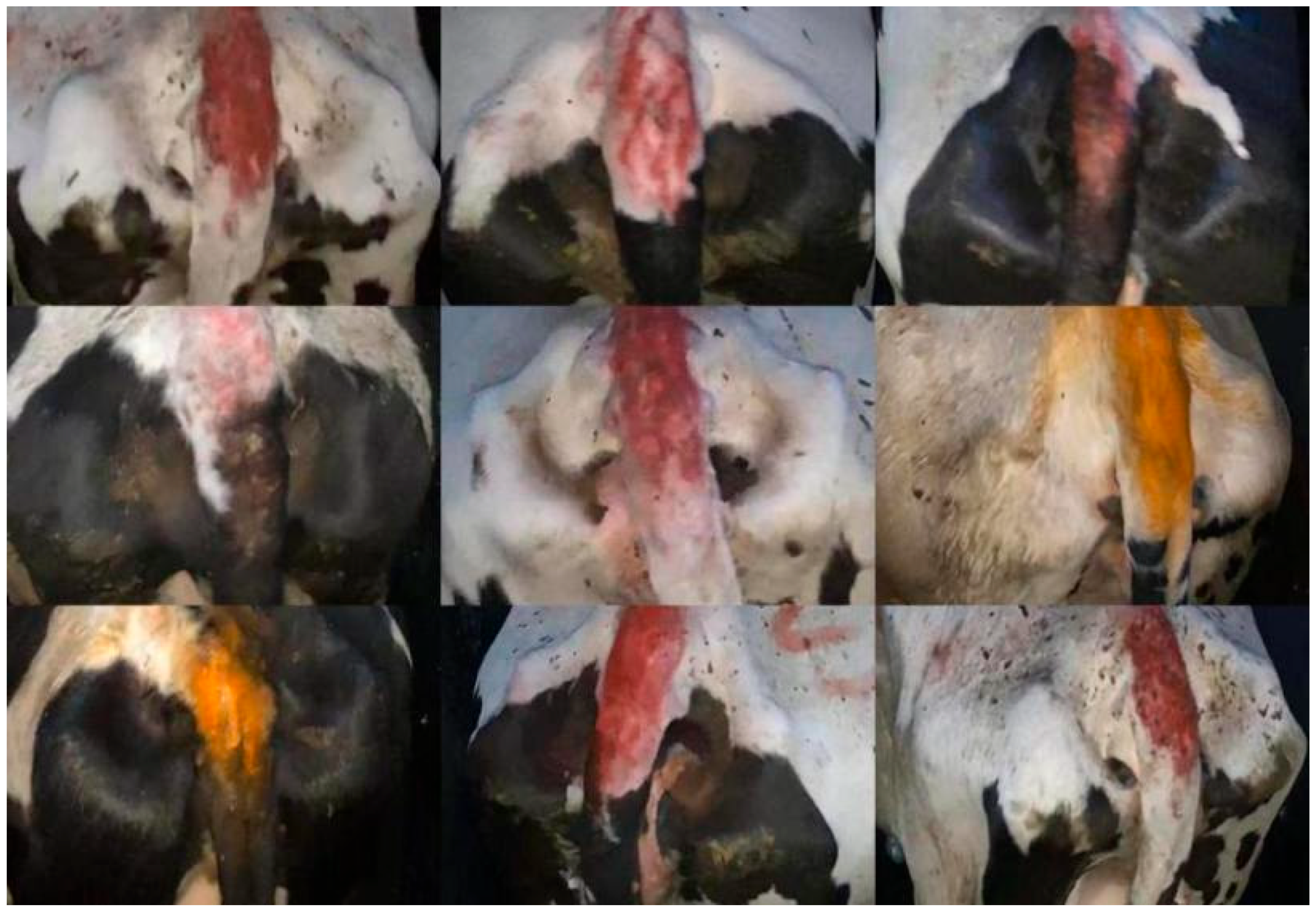 Vetsci 12 00906 g002