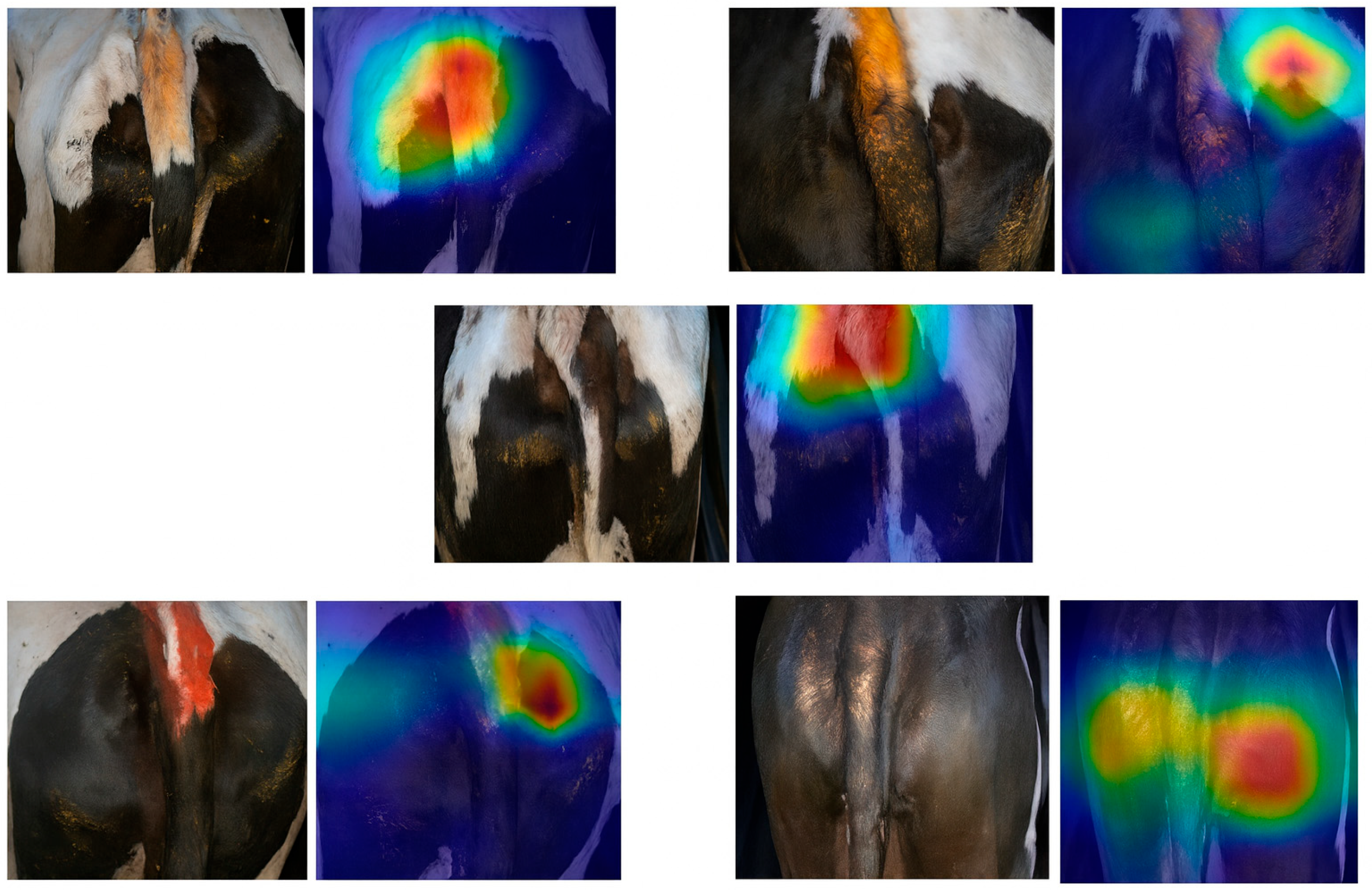 Vetsci 12 00906 g012