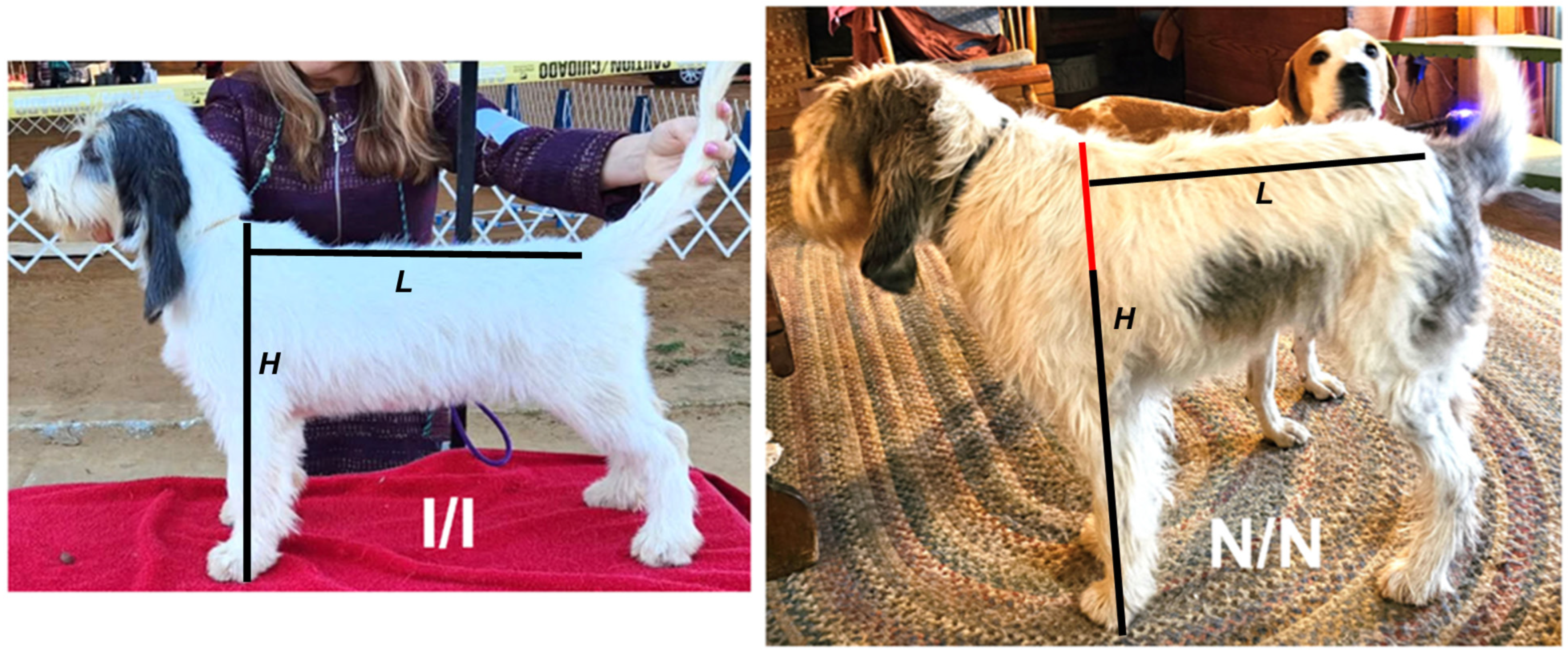 Vetsci 12 00916 g001