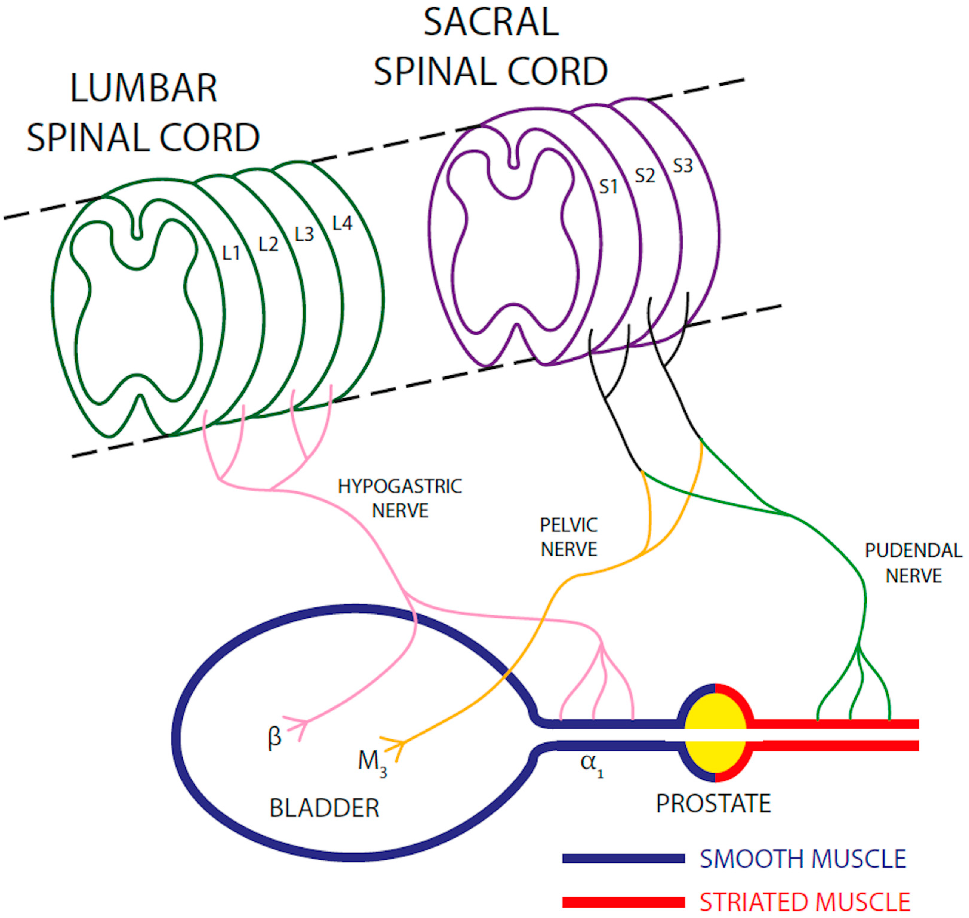 Vetsci 12 00918 g001