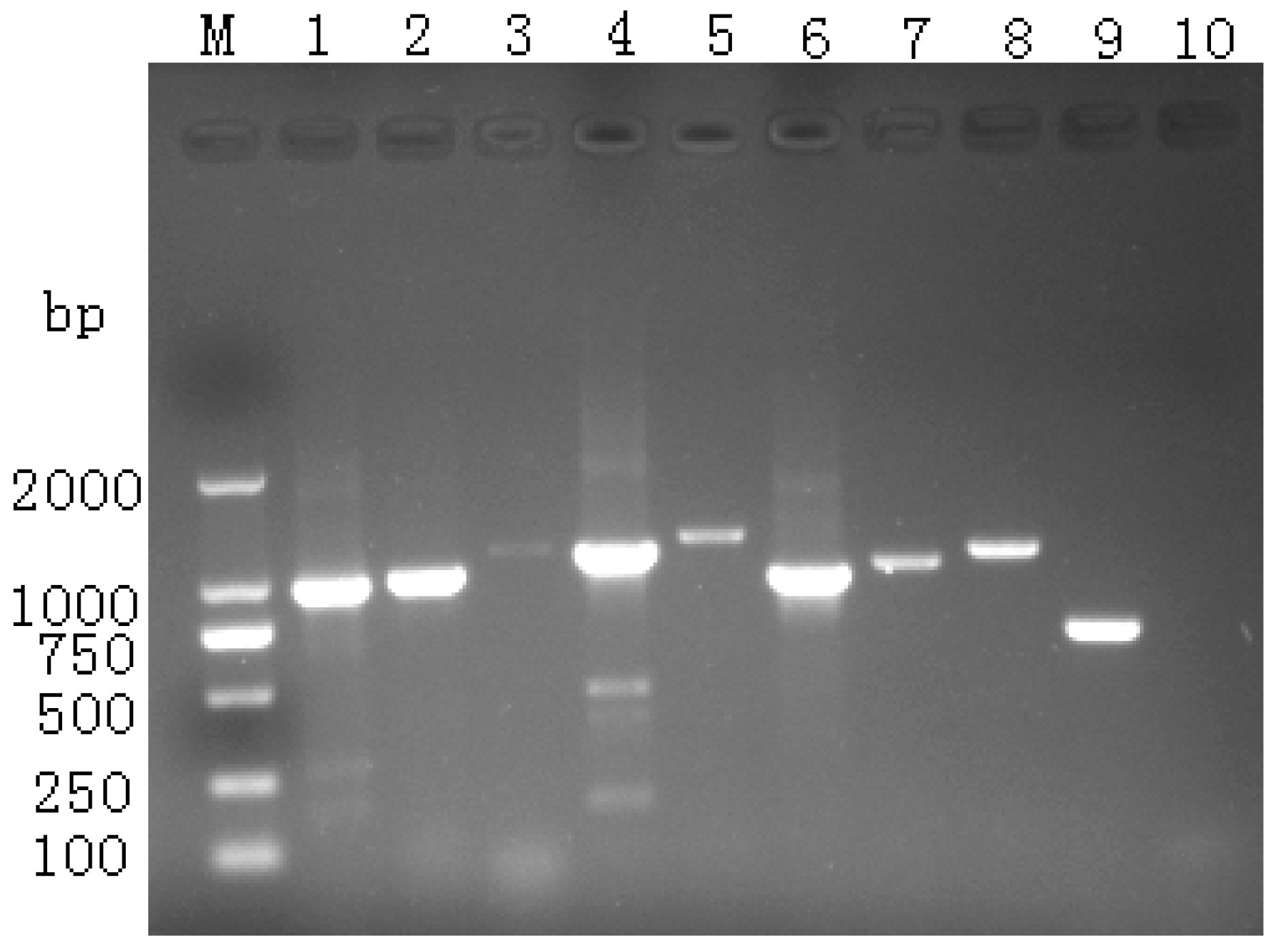 Vetsci 12 00923 g001