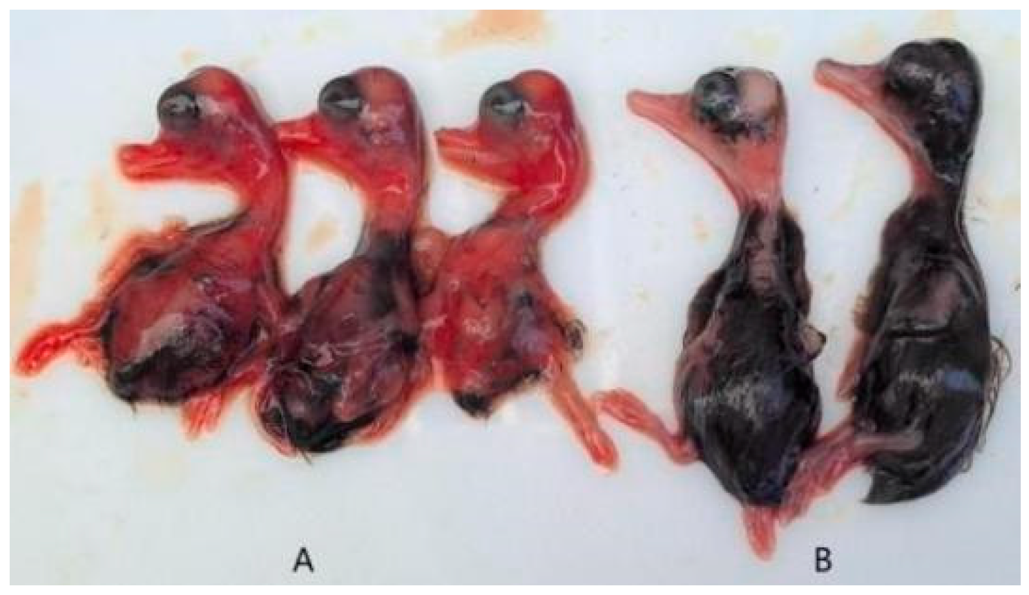 Vetsci 12 00923 g003