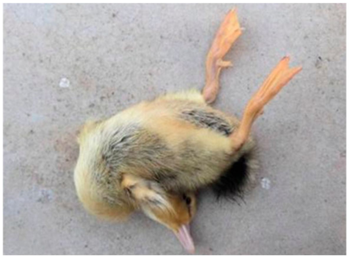 Vetsci 12 00923 g005