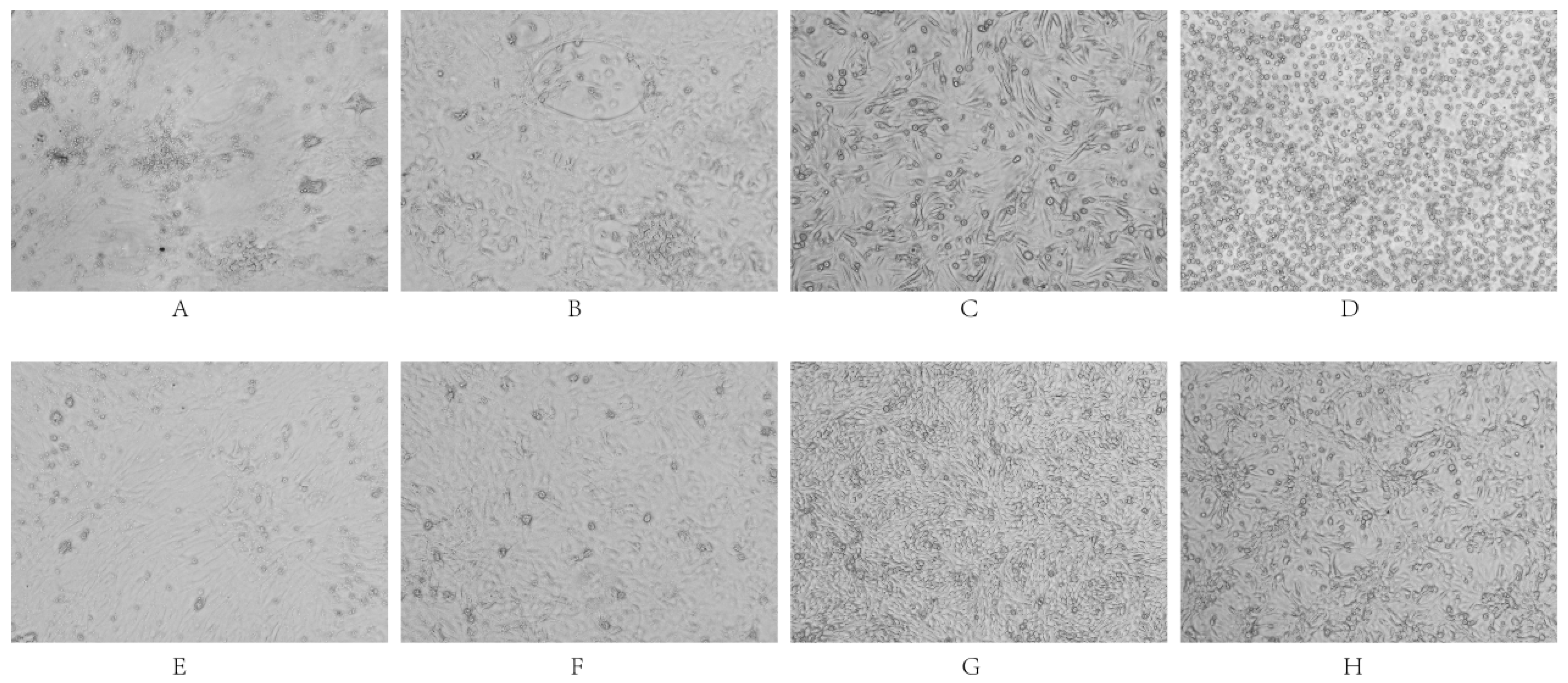 Vetsci 12 00923 g008