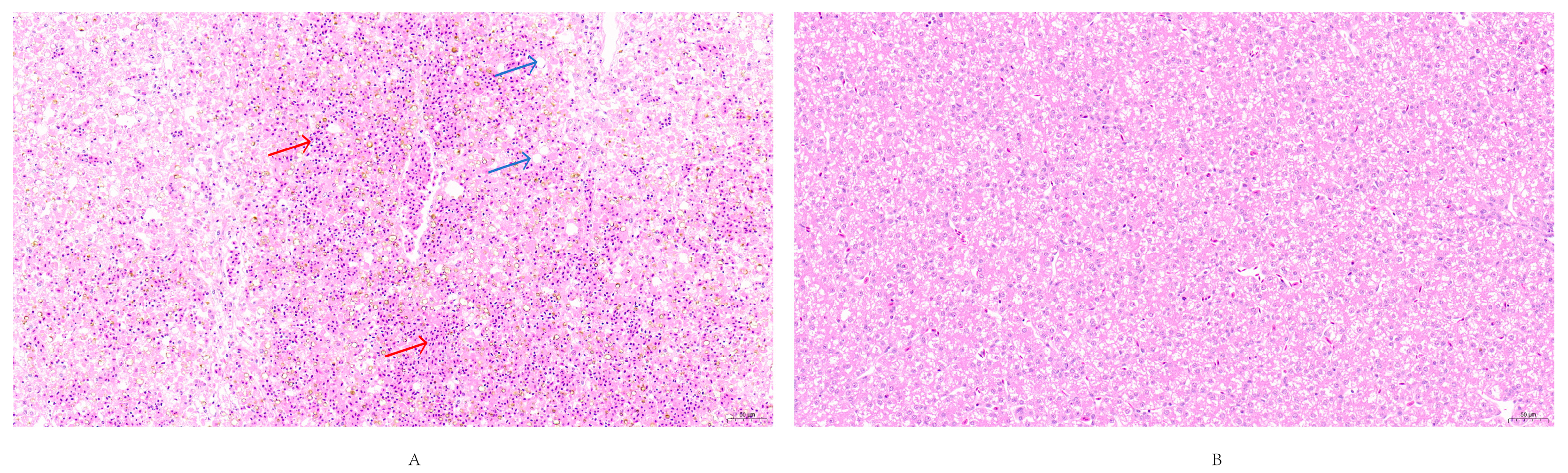 Vetsci 12 00923 g011