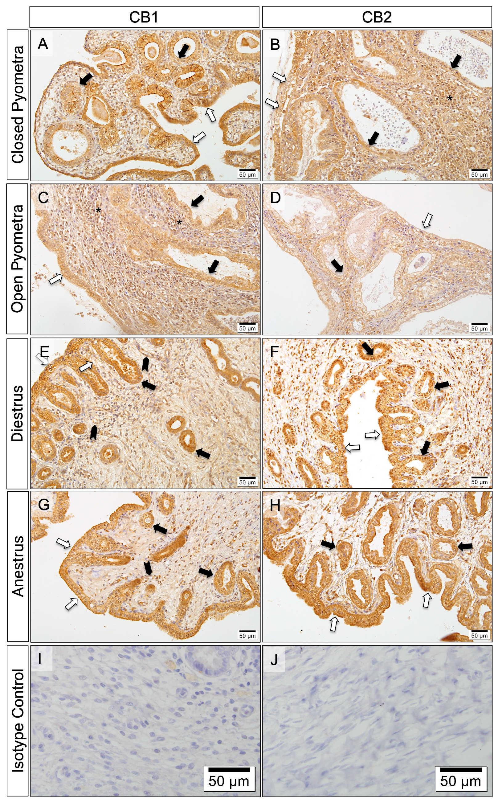 Vetsci 12 00934 g004