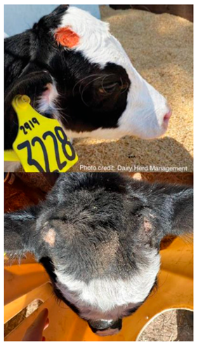 Vetsci 12 00939 i001