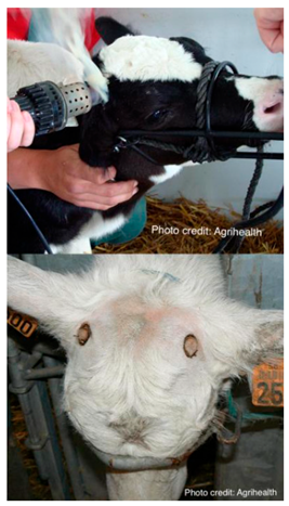 Vetsci 12 00939 i002