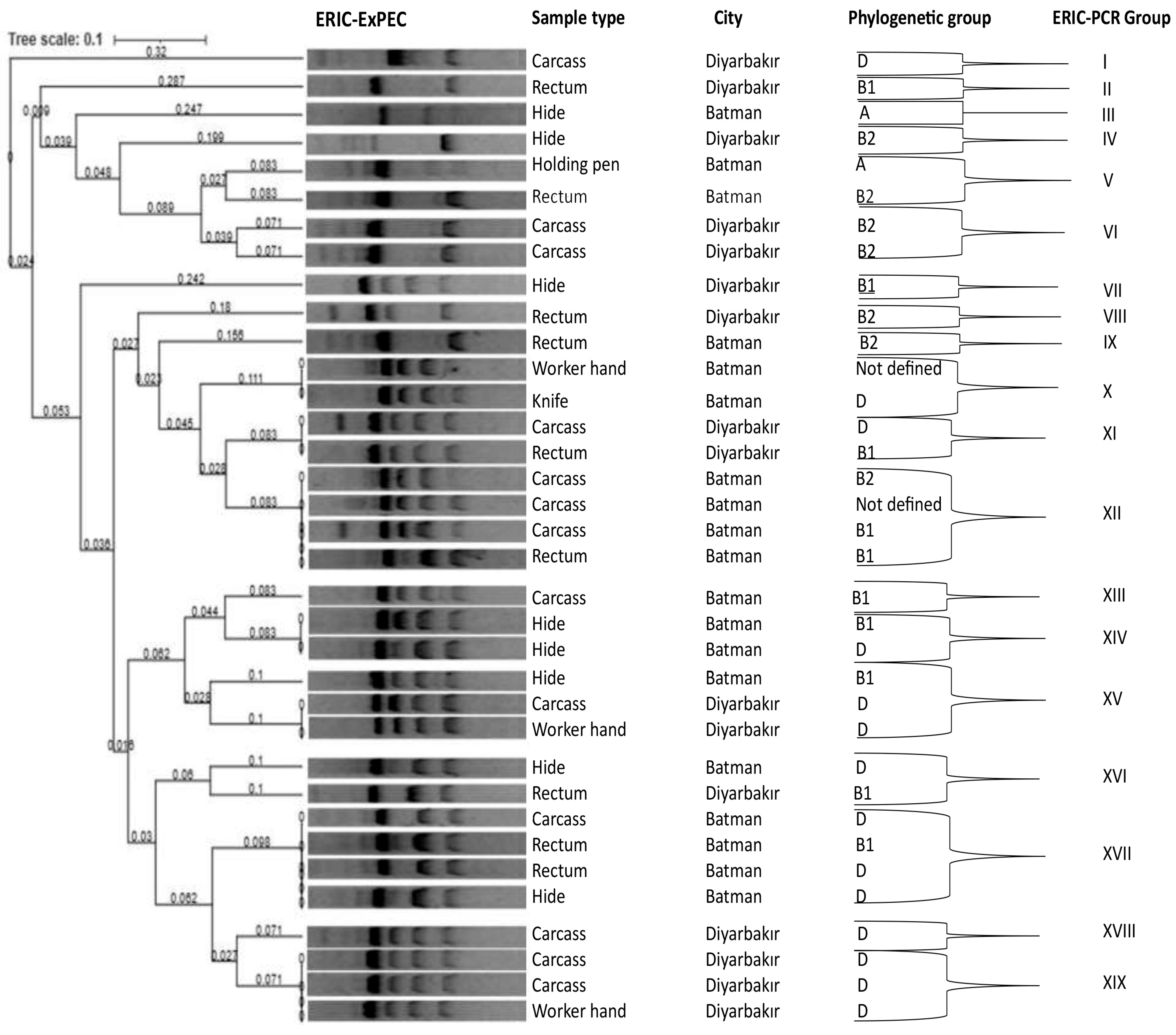Vetsci 12 00944 g001