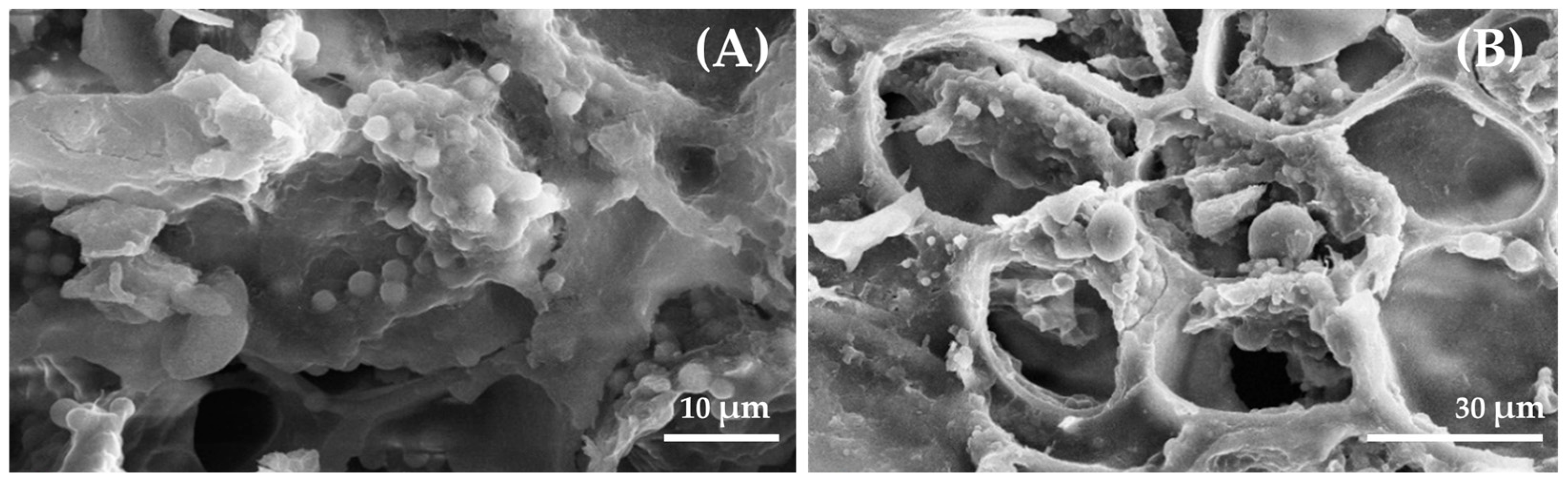 Vetsci 12 00956 g001