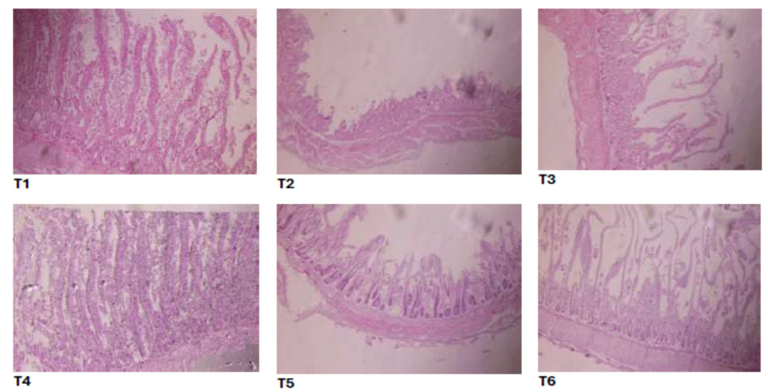 Vetsci 12 00957 g002 Vetsci 12 00957 g002