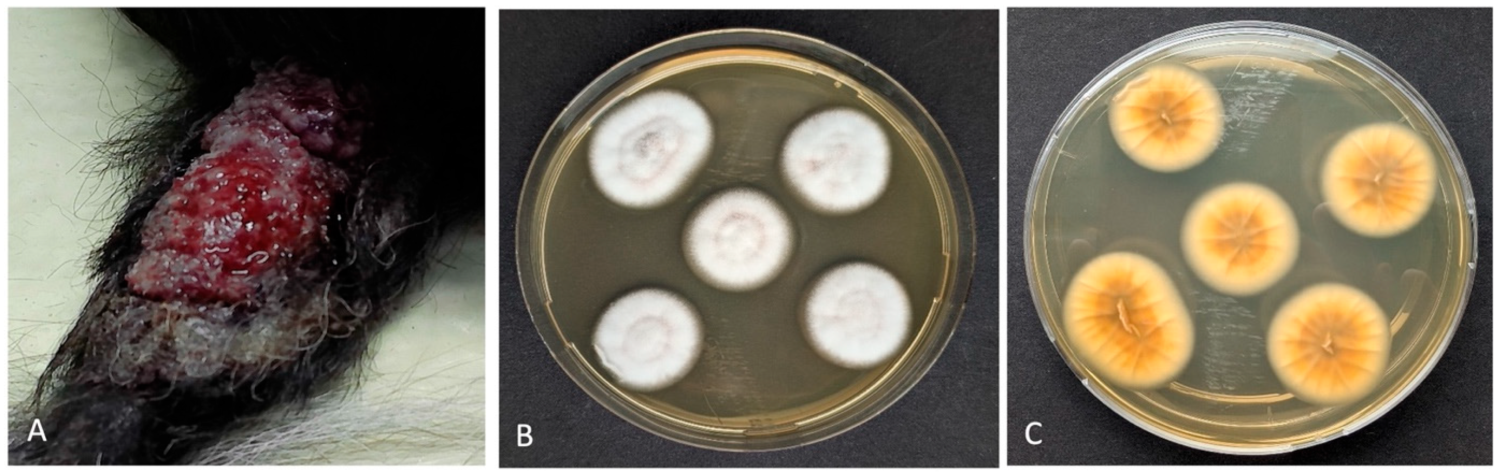 Vetsci 12 00958 g001 Vetsci 12 00958 g001