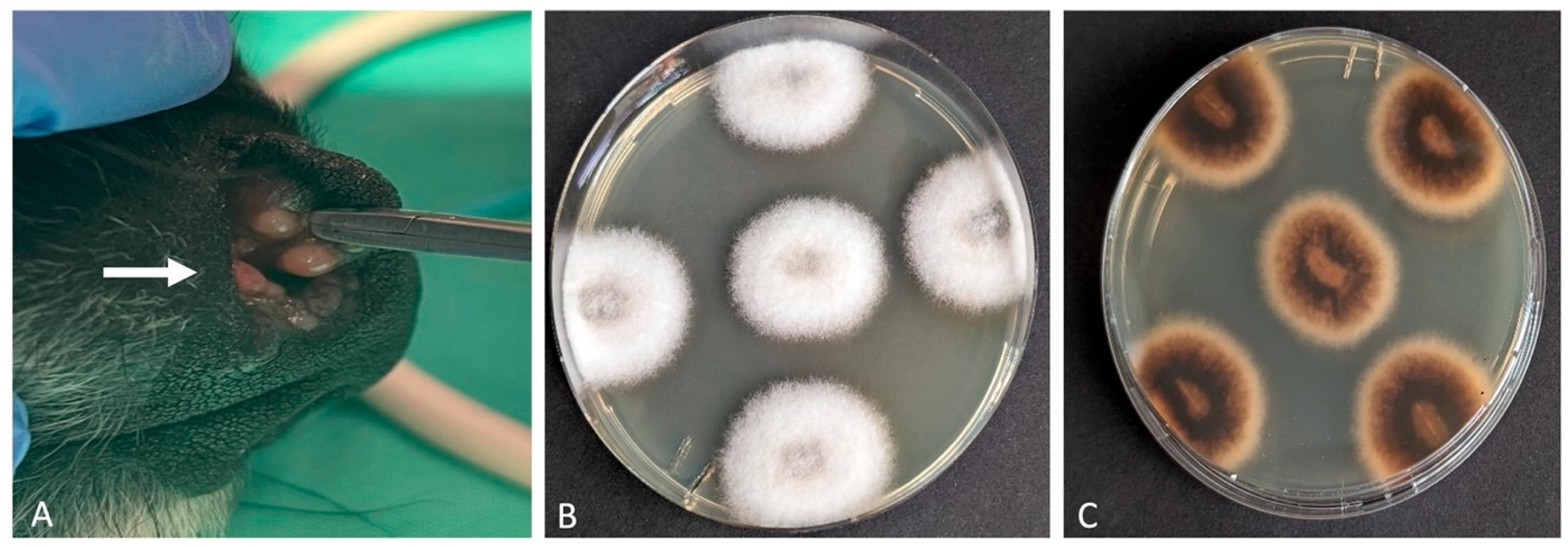 Vetsci 12 00958 g002 Vetsci 12 00958 g002
