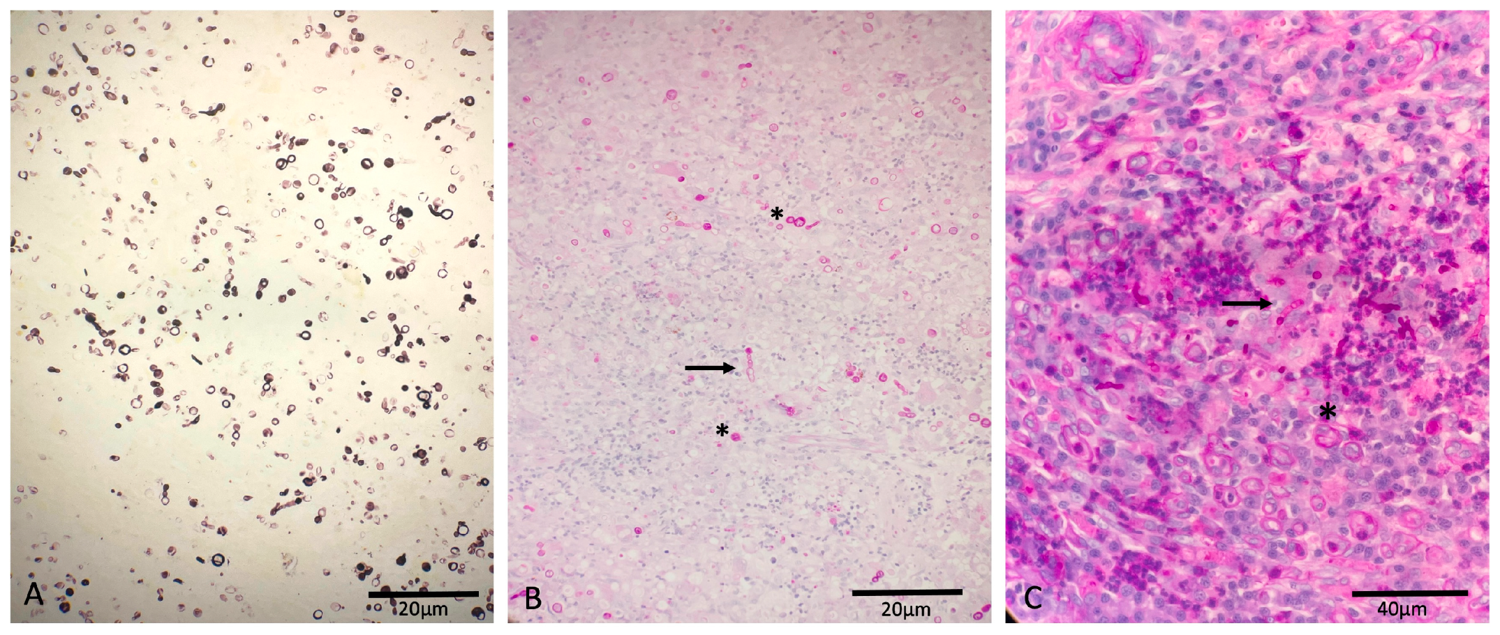 Vetsci 12 00958 g003 Vetsci 12 00958 g003