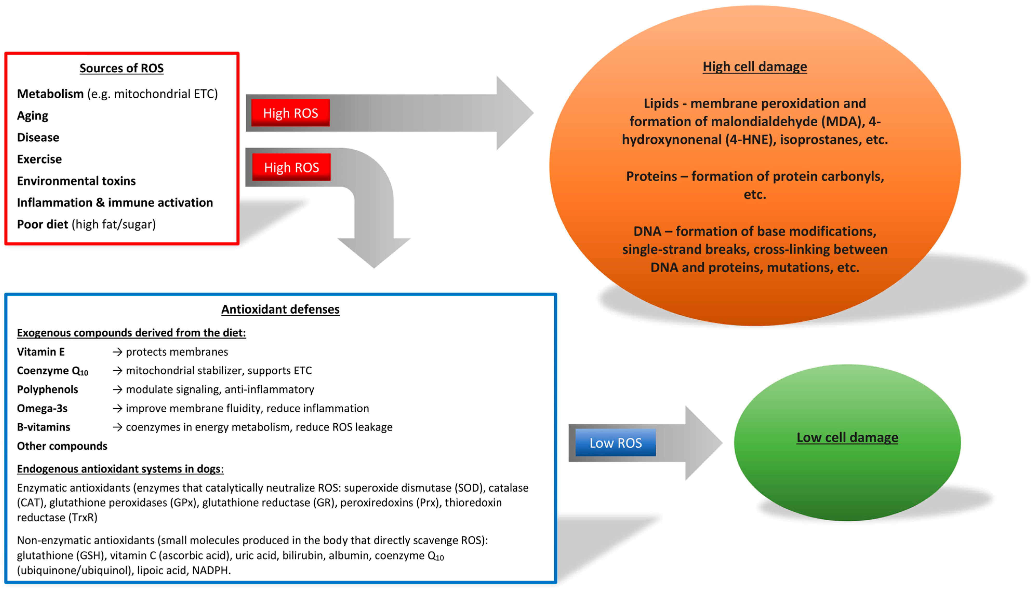 Vetsci 12 00962 g001