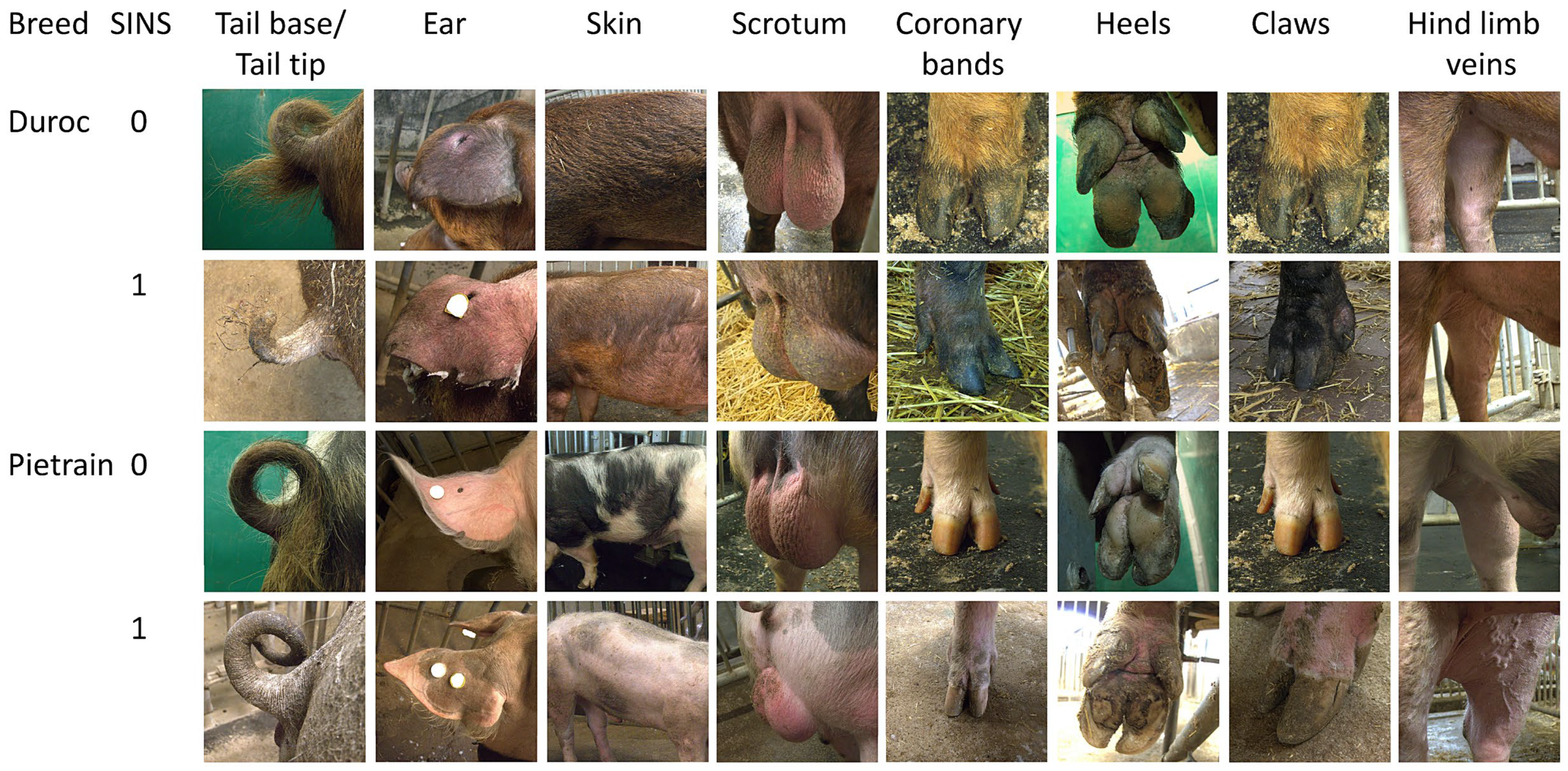 Vetsci 12 00967 g001