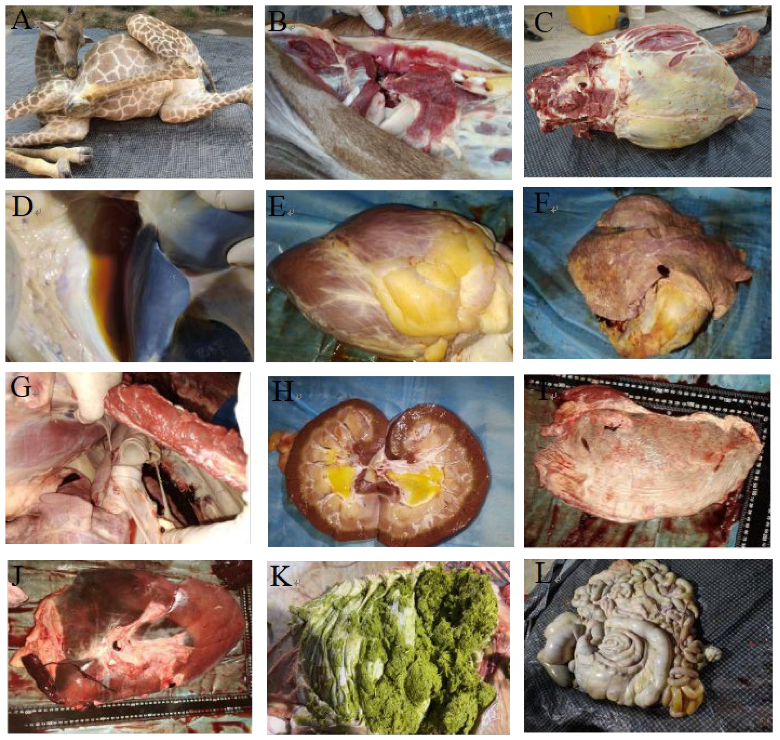 Vetsci 12 00969 g001 Vetsci 12 00969 g001