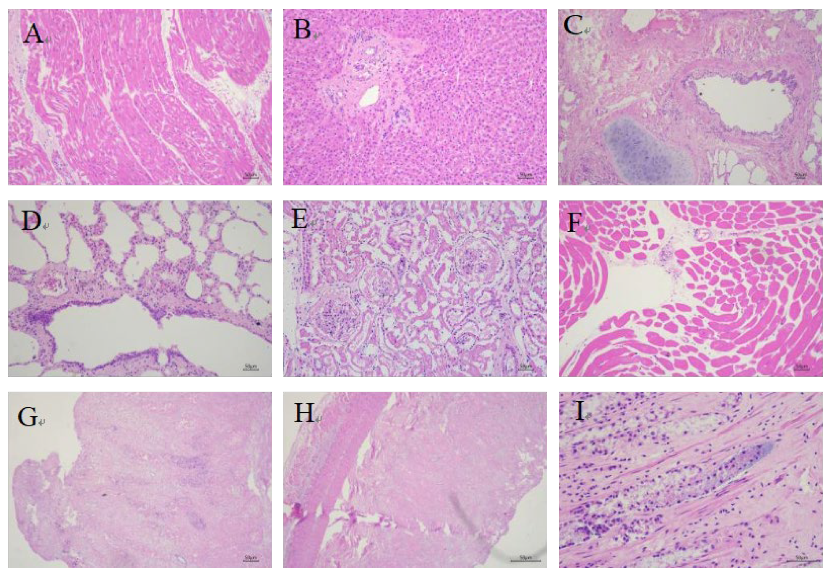 Vetsci 12 00969 g002 Vetsci 12 00969 g002