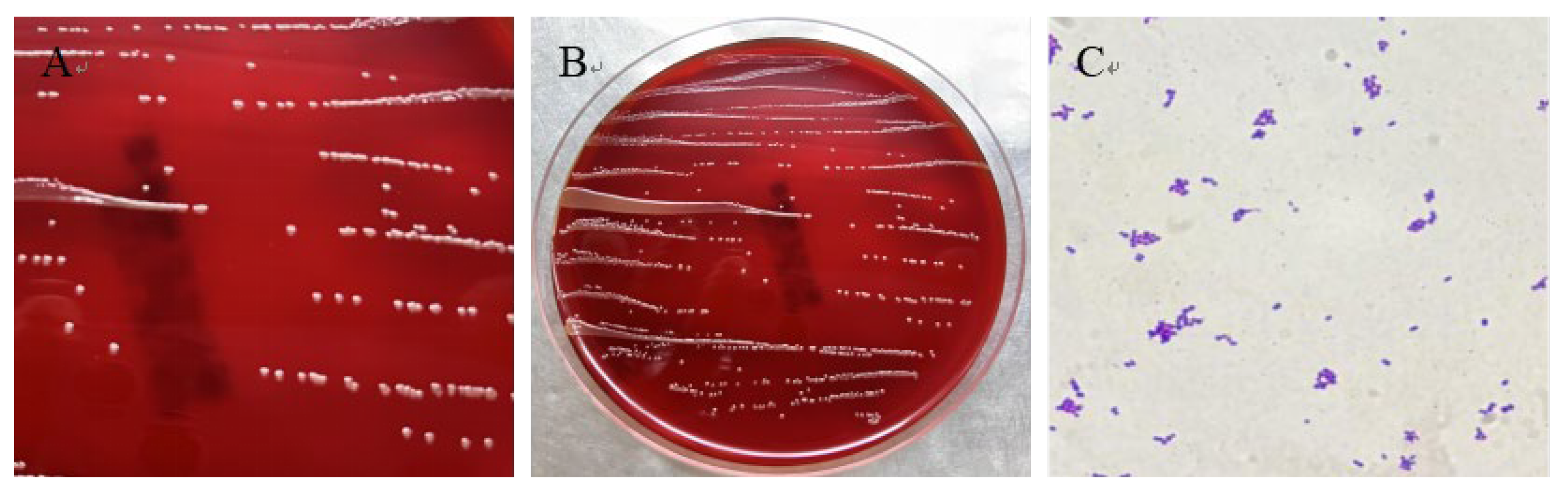 Vetsci 12 00969 g003 Vetsci 12 00969 g003