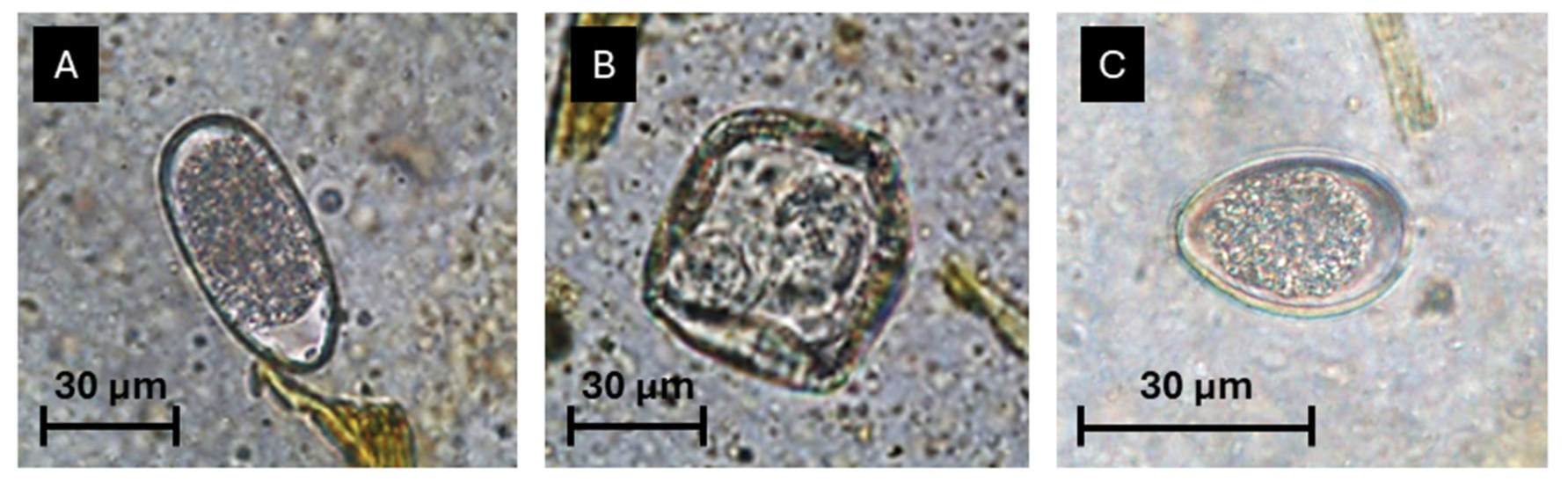 Vetsci 12 00970 g002