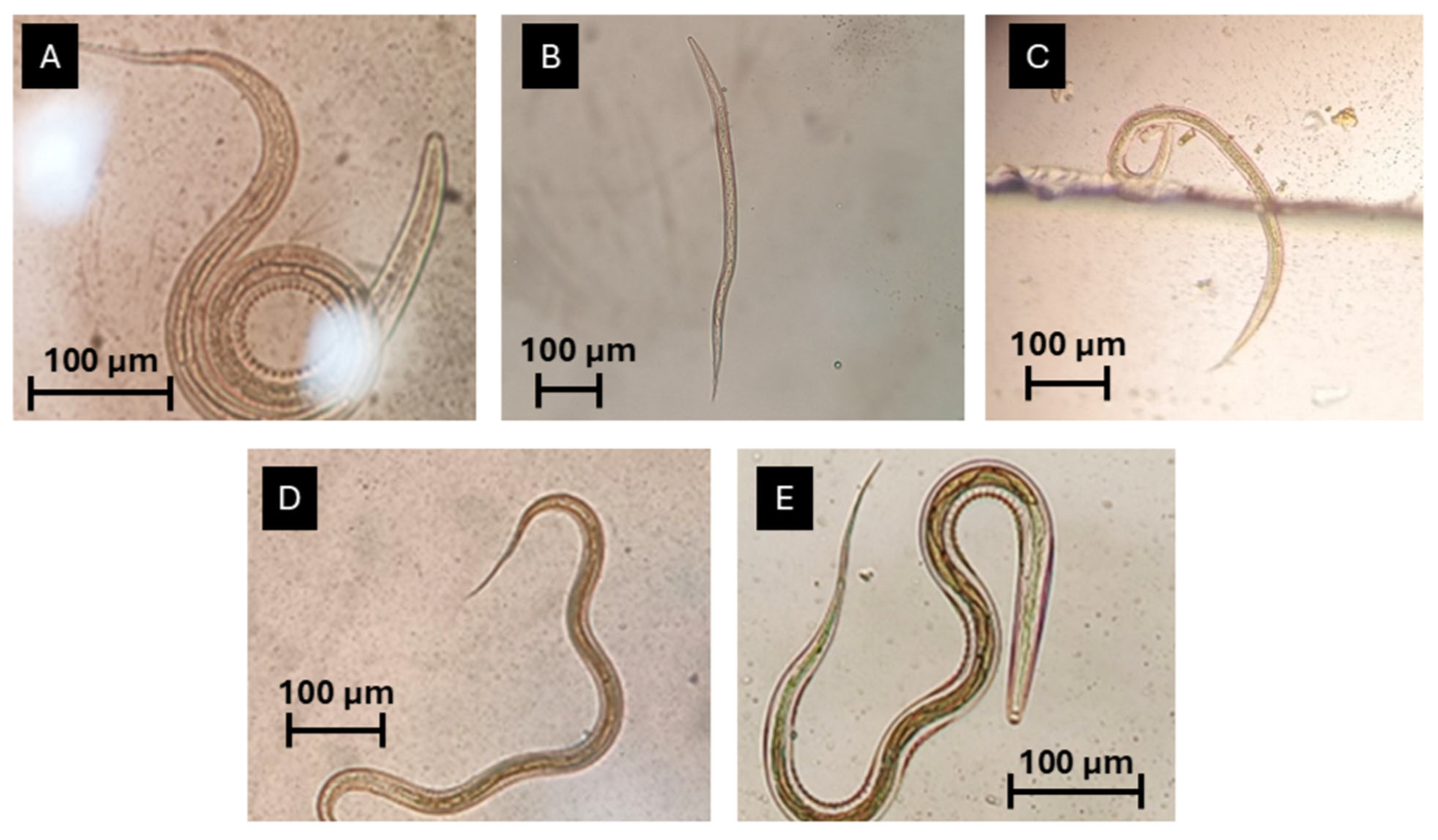 Vetsci 12 00970 g005