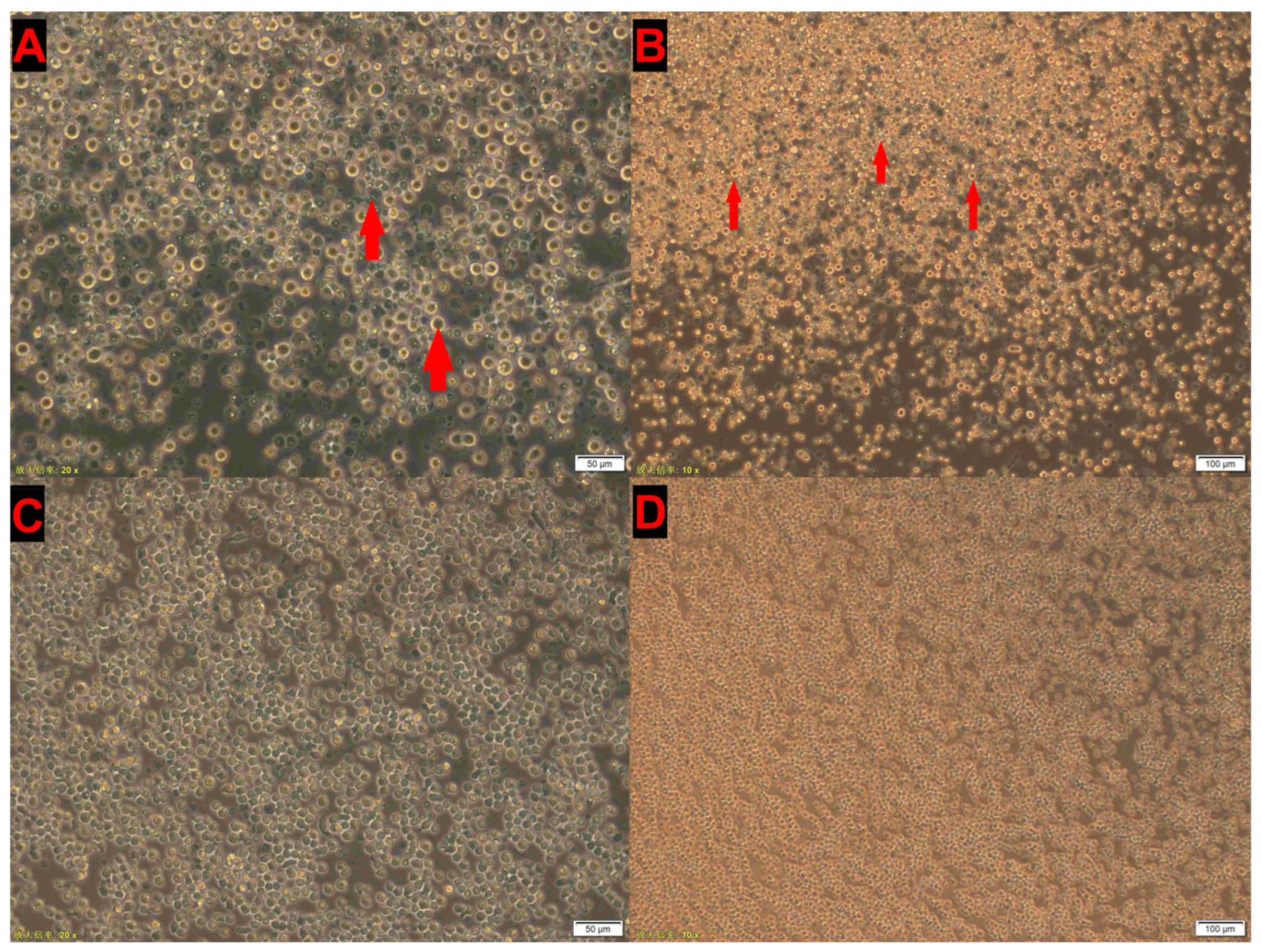 Vetsci 12 00972 g002