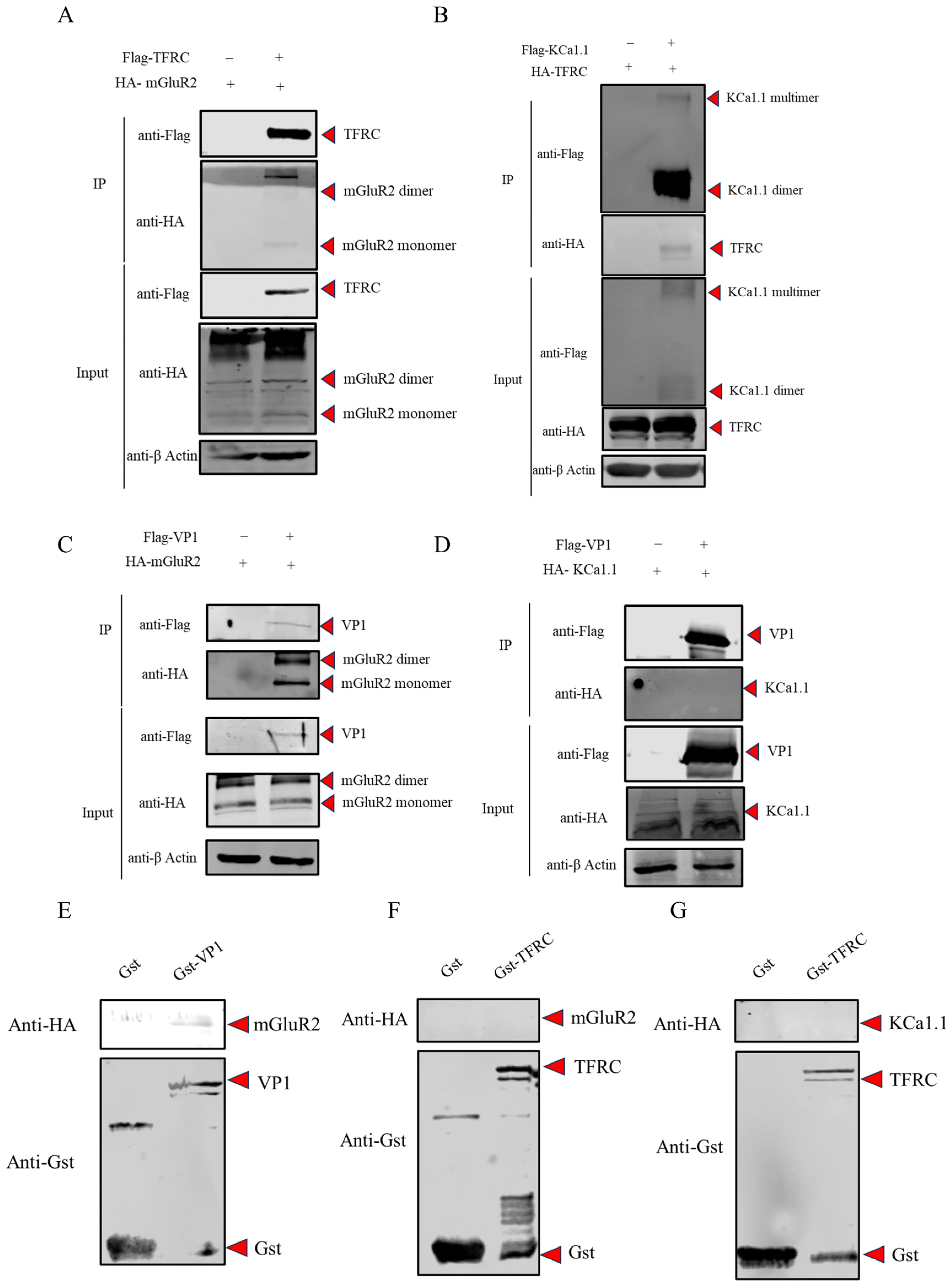 Vetsci 12 00980 g002