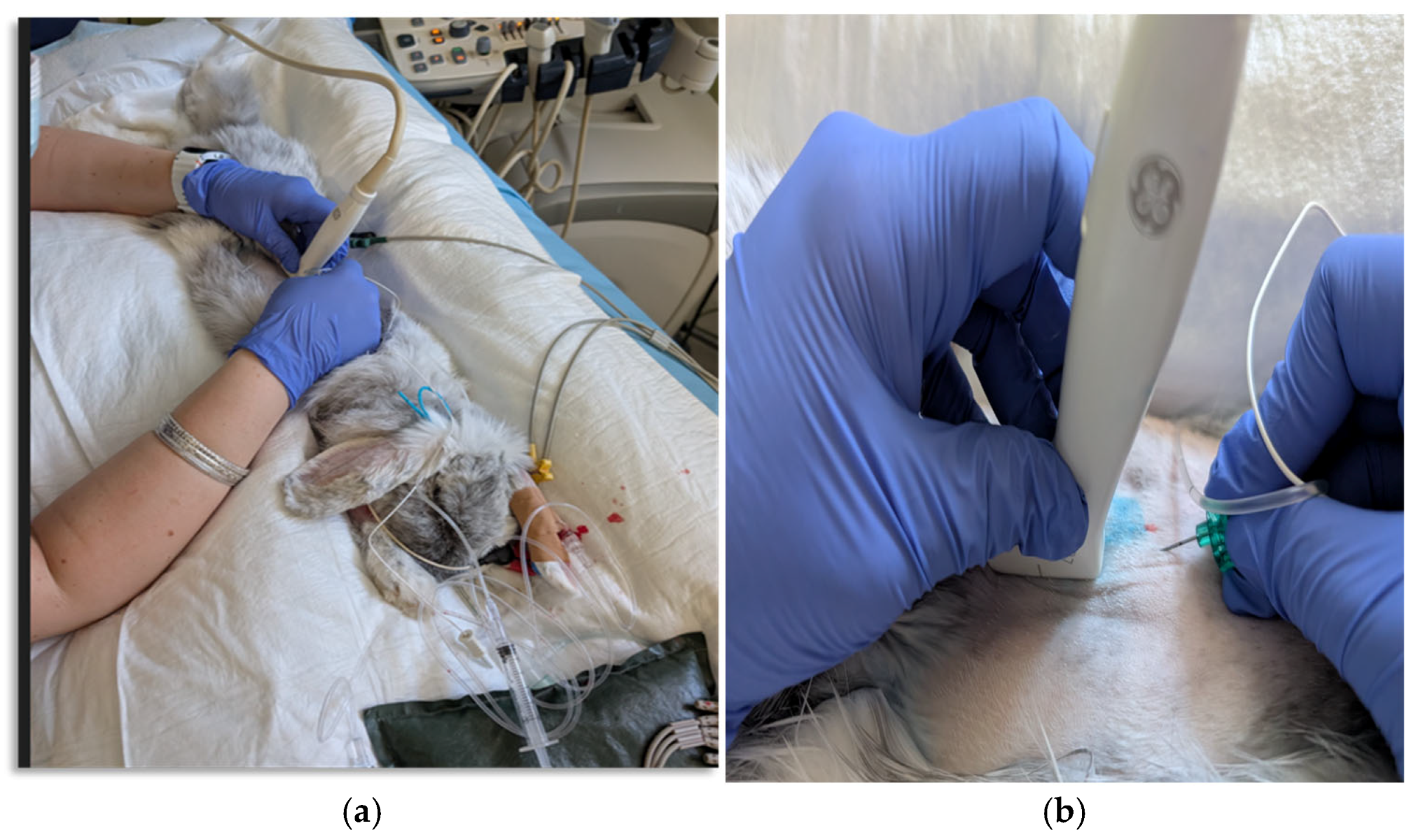 Vetsci 12 00984 g001 Vetsci 12 00984 g001