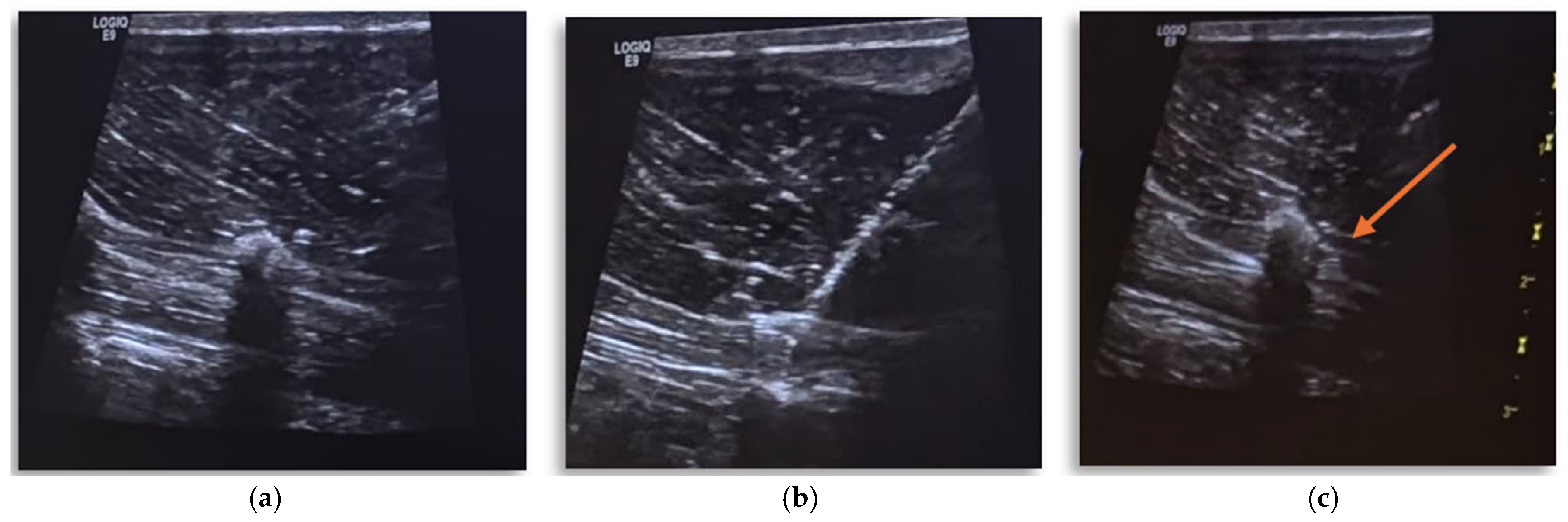 Vetsci 12 00984 g002 Vetsci 12 00984 g002