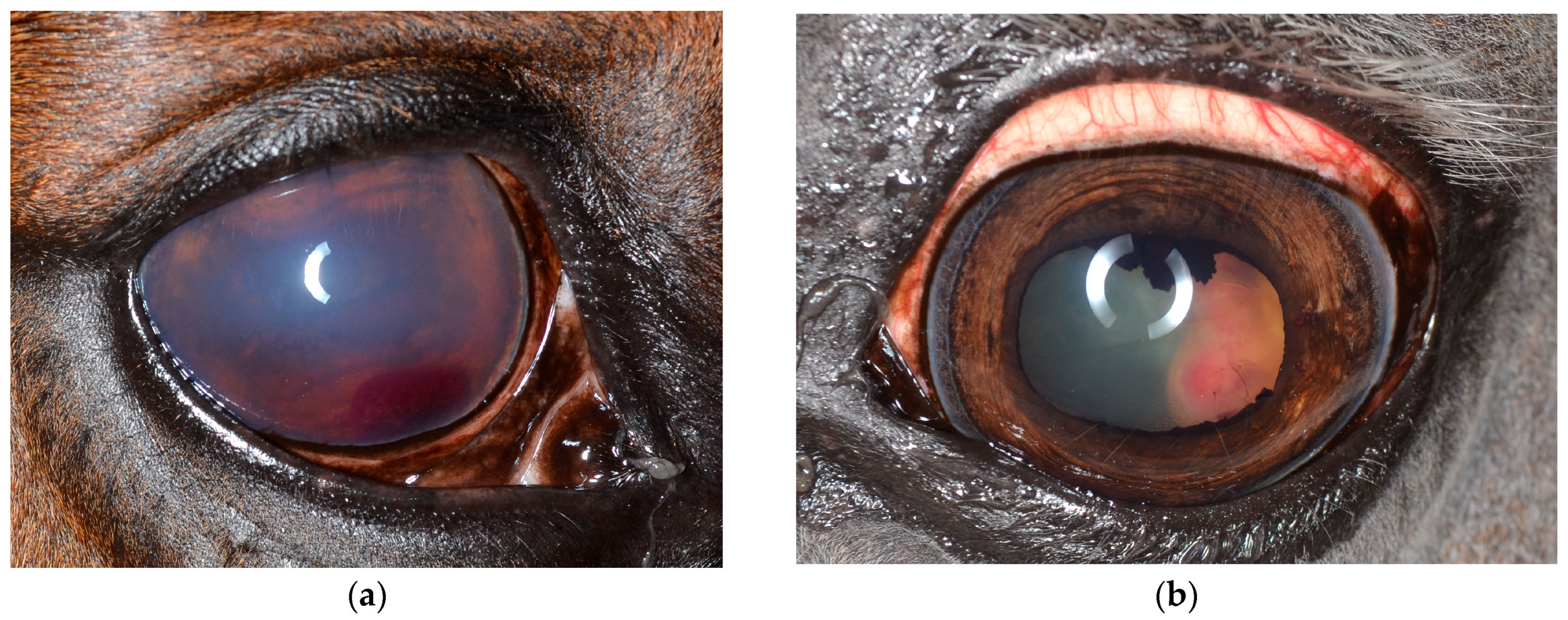 Vetsci 12 01006 g001