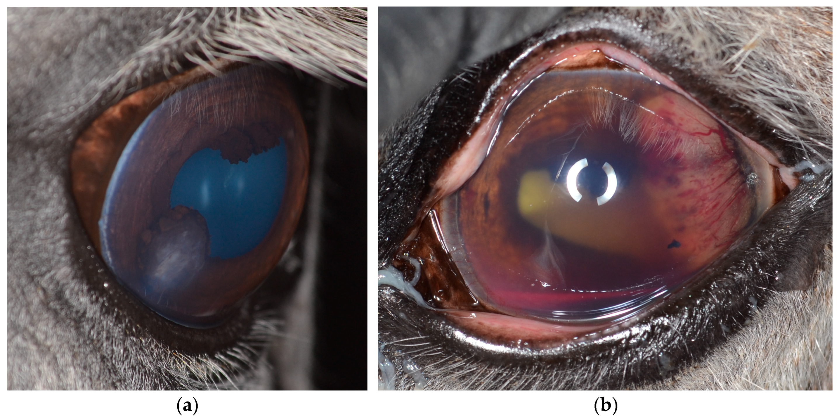 Vetsci 12 01006 g002