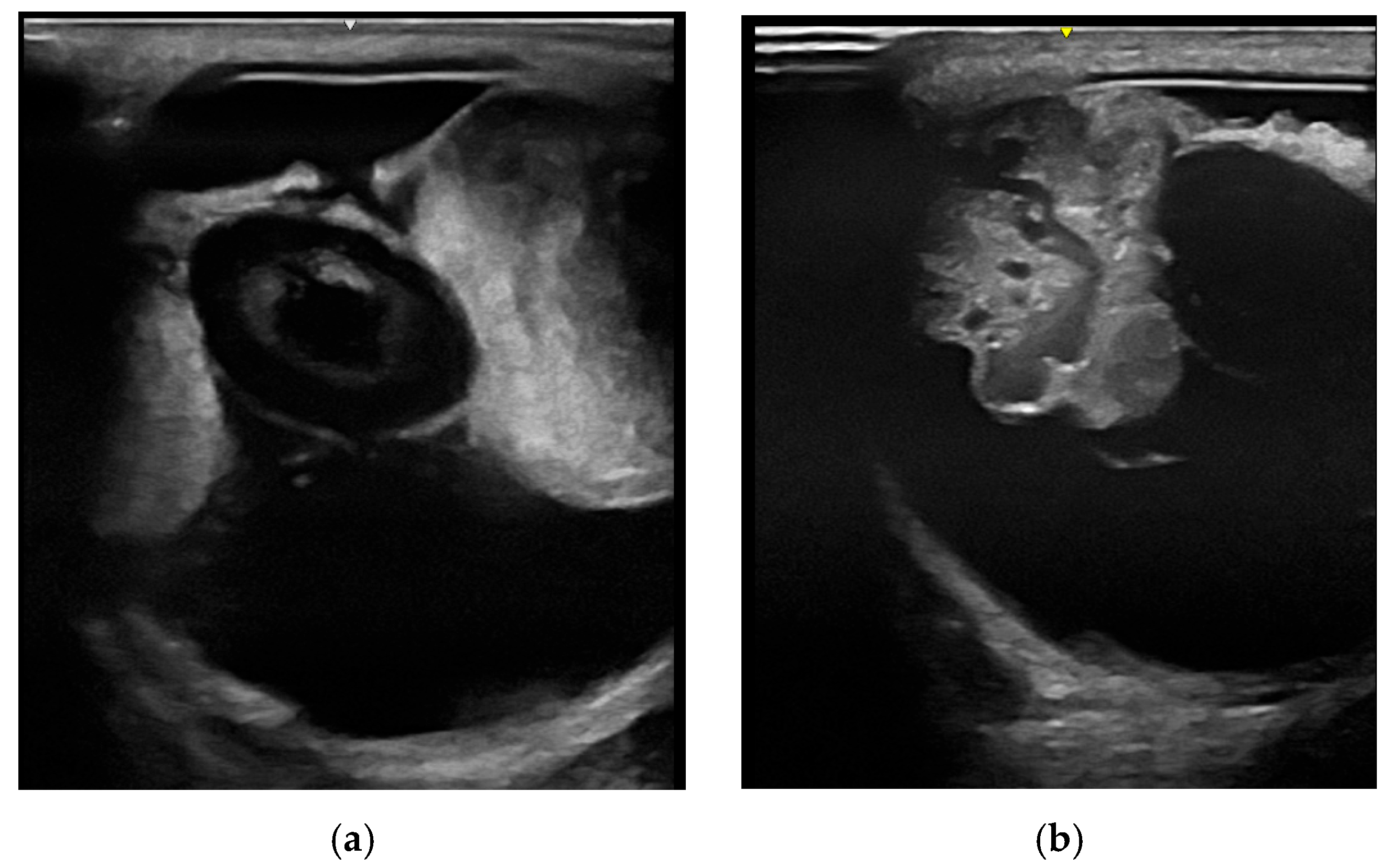 Vetsci 12 01006 g003
