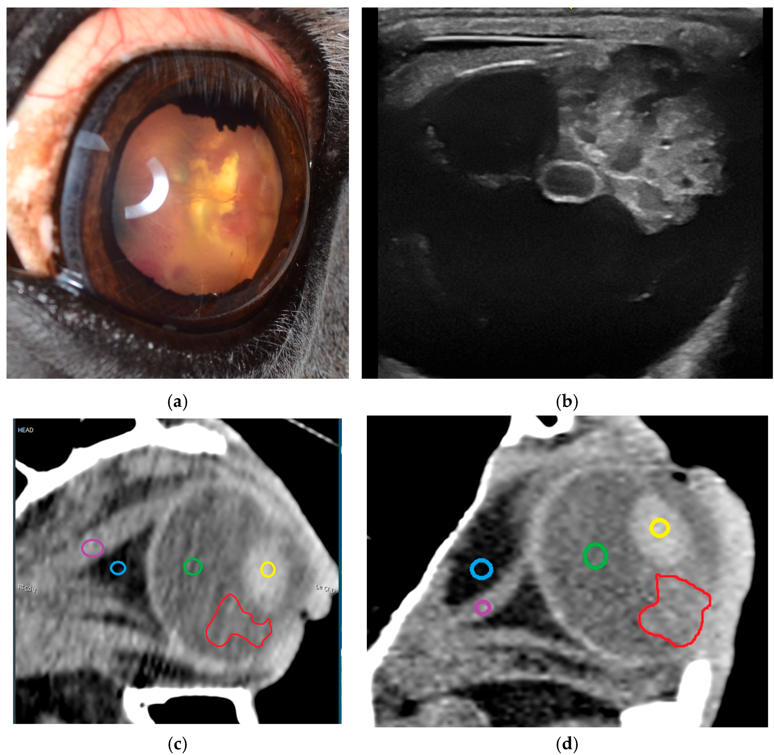 Vetsci 12 01006 g007