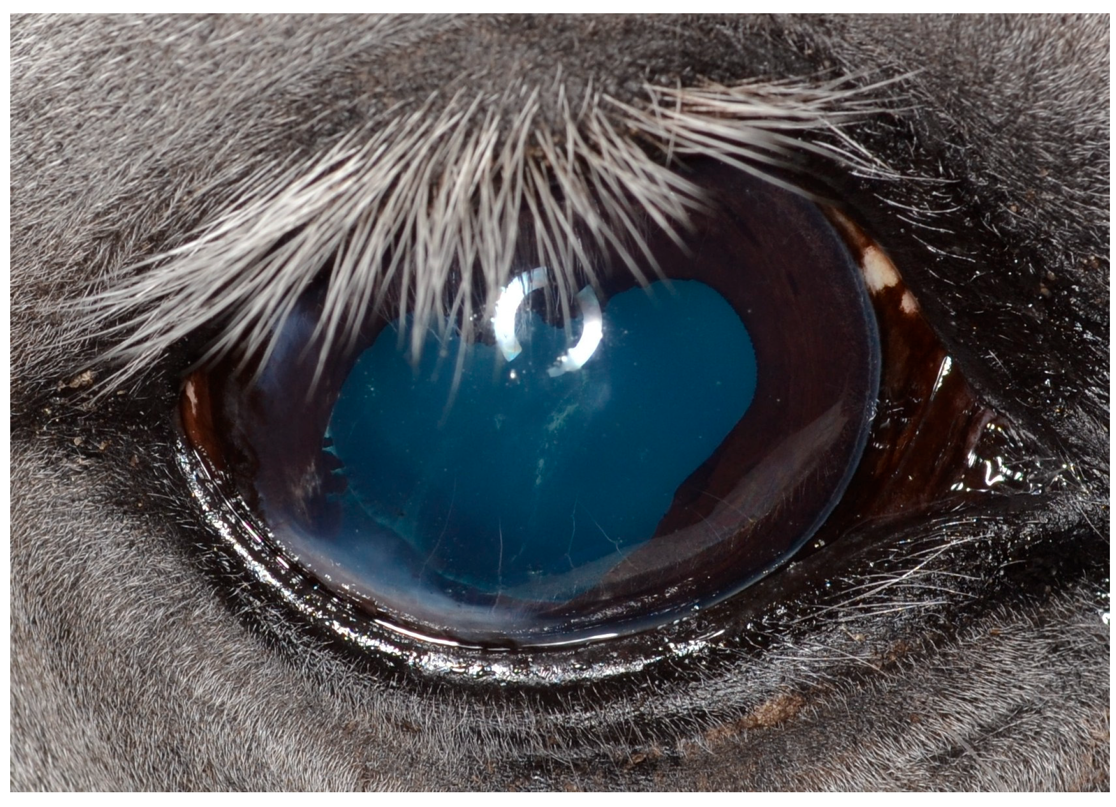 Vetsci 12 01006 g008