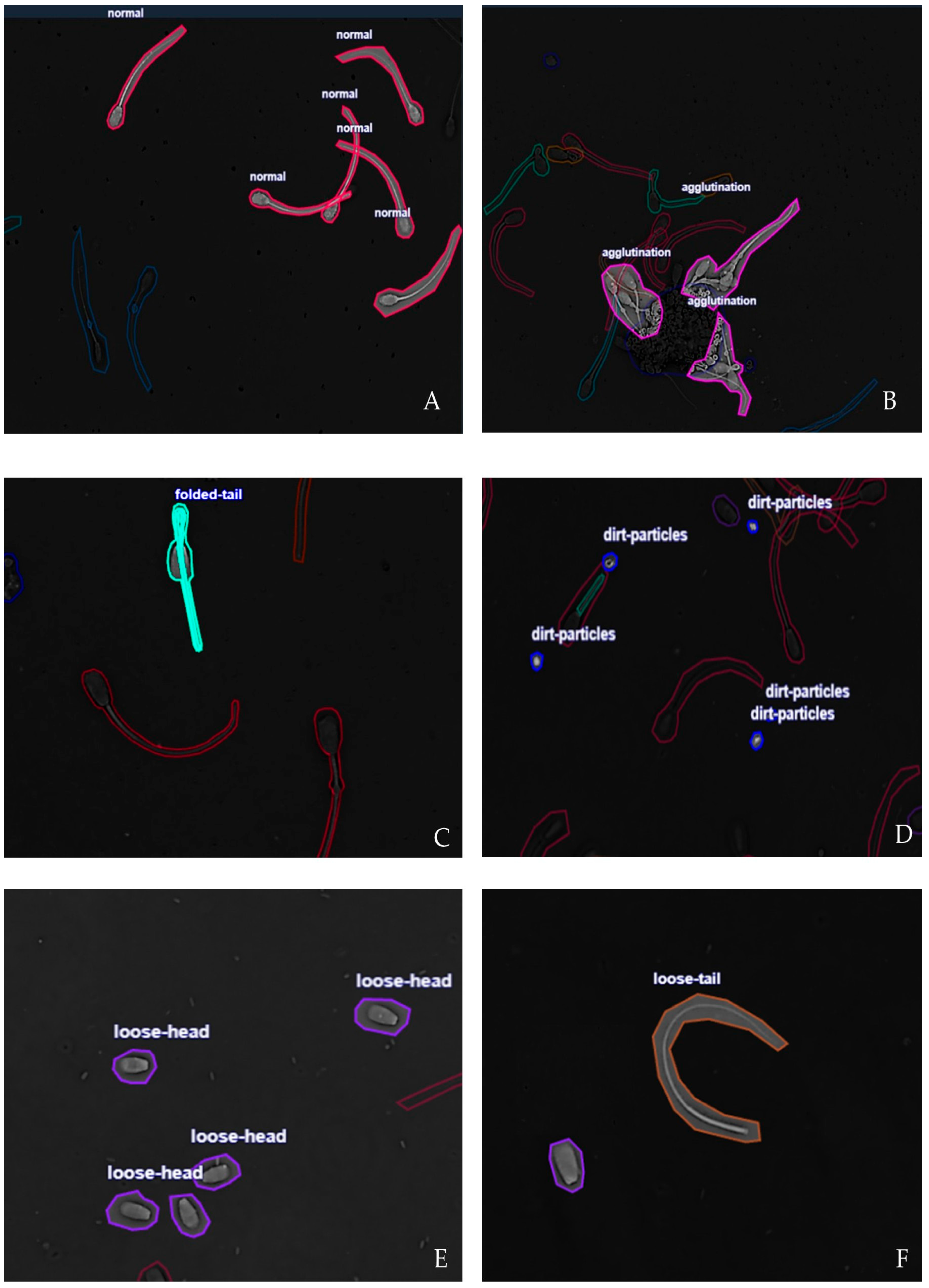 Vetsci 12 01015 g002