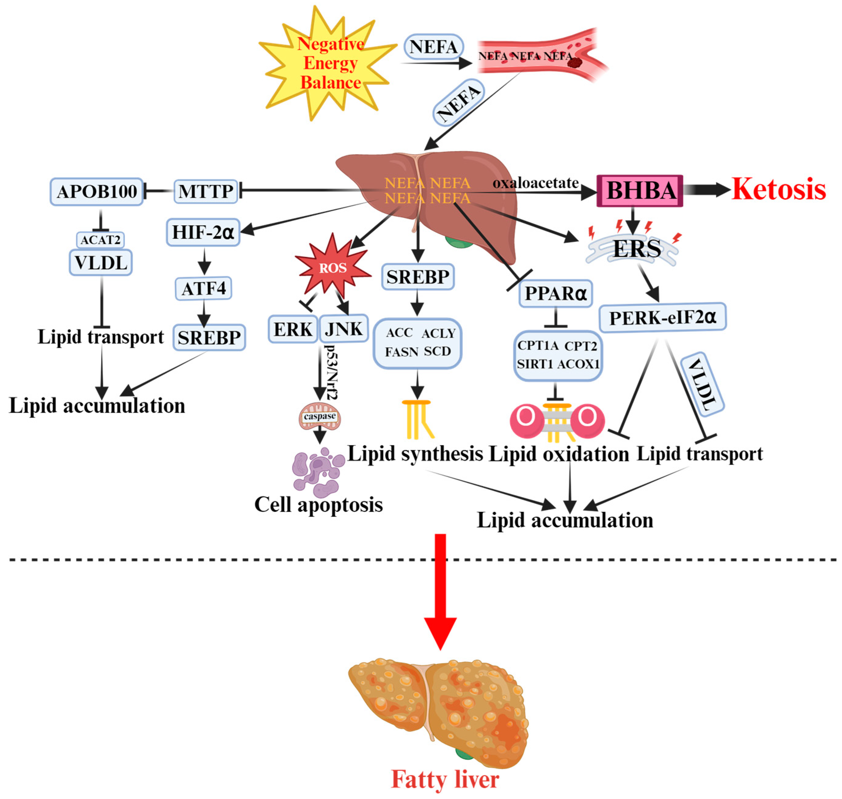 Vetsci 12 01016 g001 Vetsci 12 01016 g001