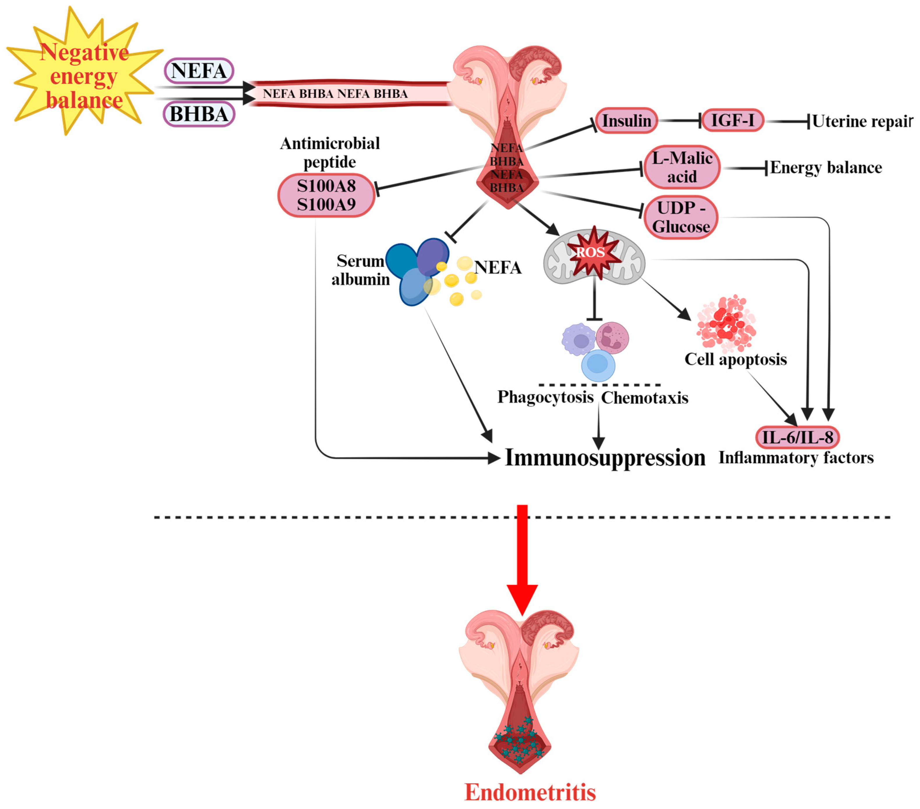 Vetsci 12 01016 g003 Vetsci 12 01016 g003