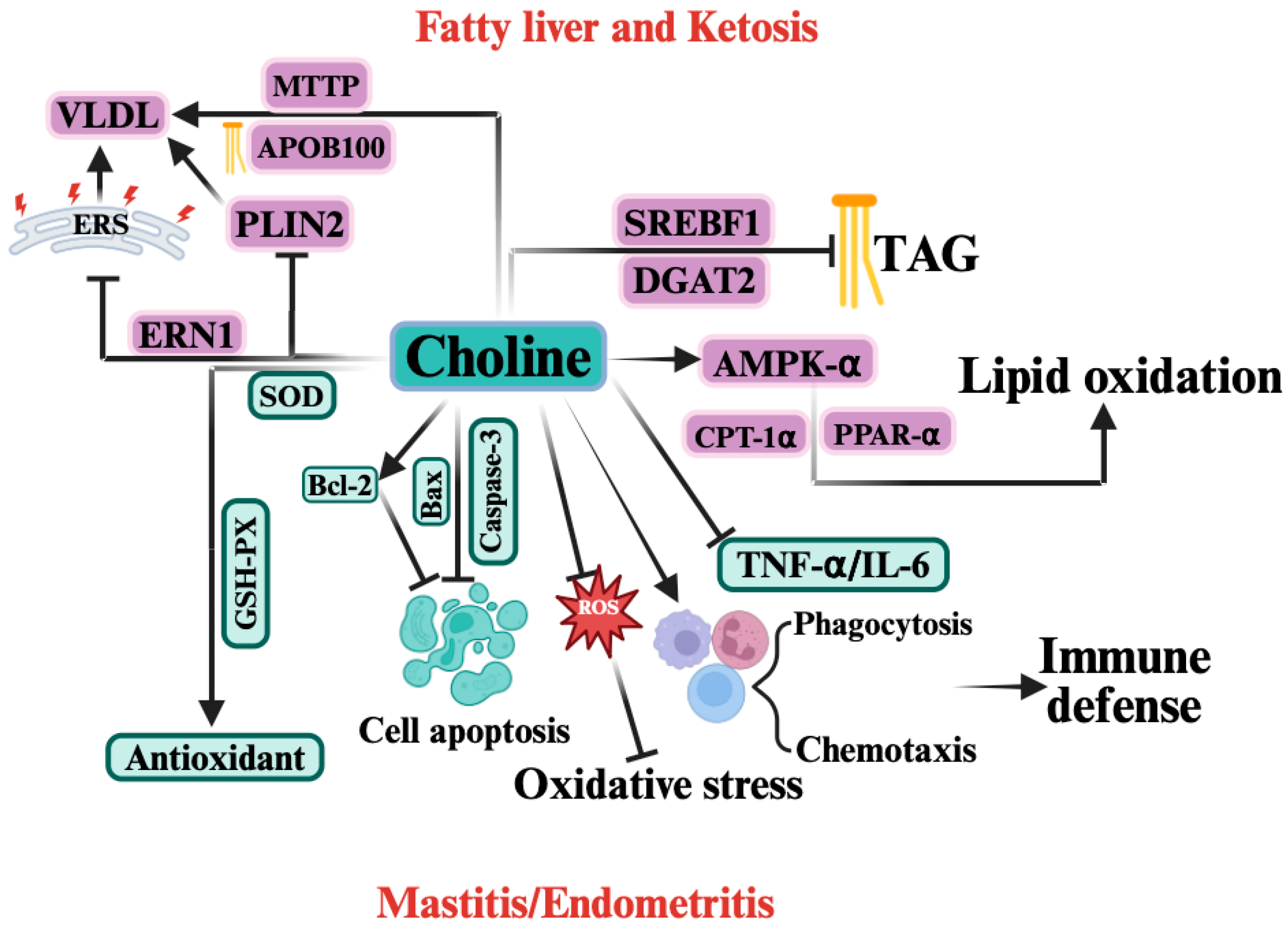 Vetsci 12 01016 g004 Vetsci 12 01016 g004