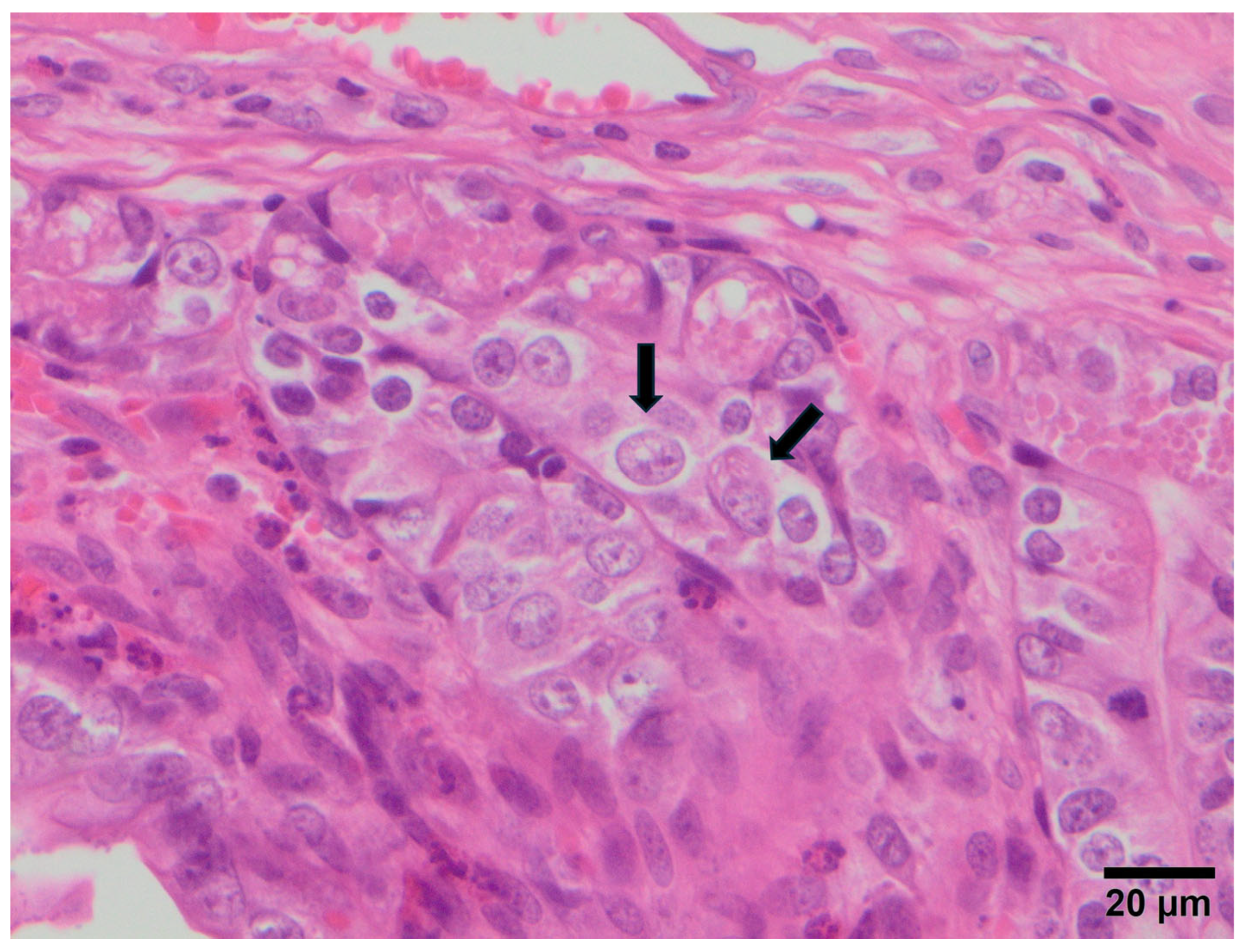 Vetsci 12 01037 g002