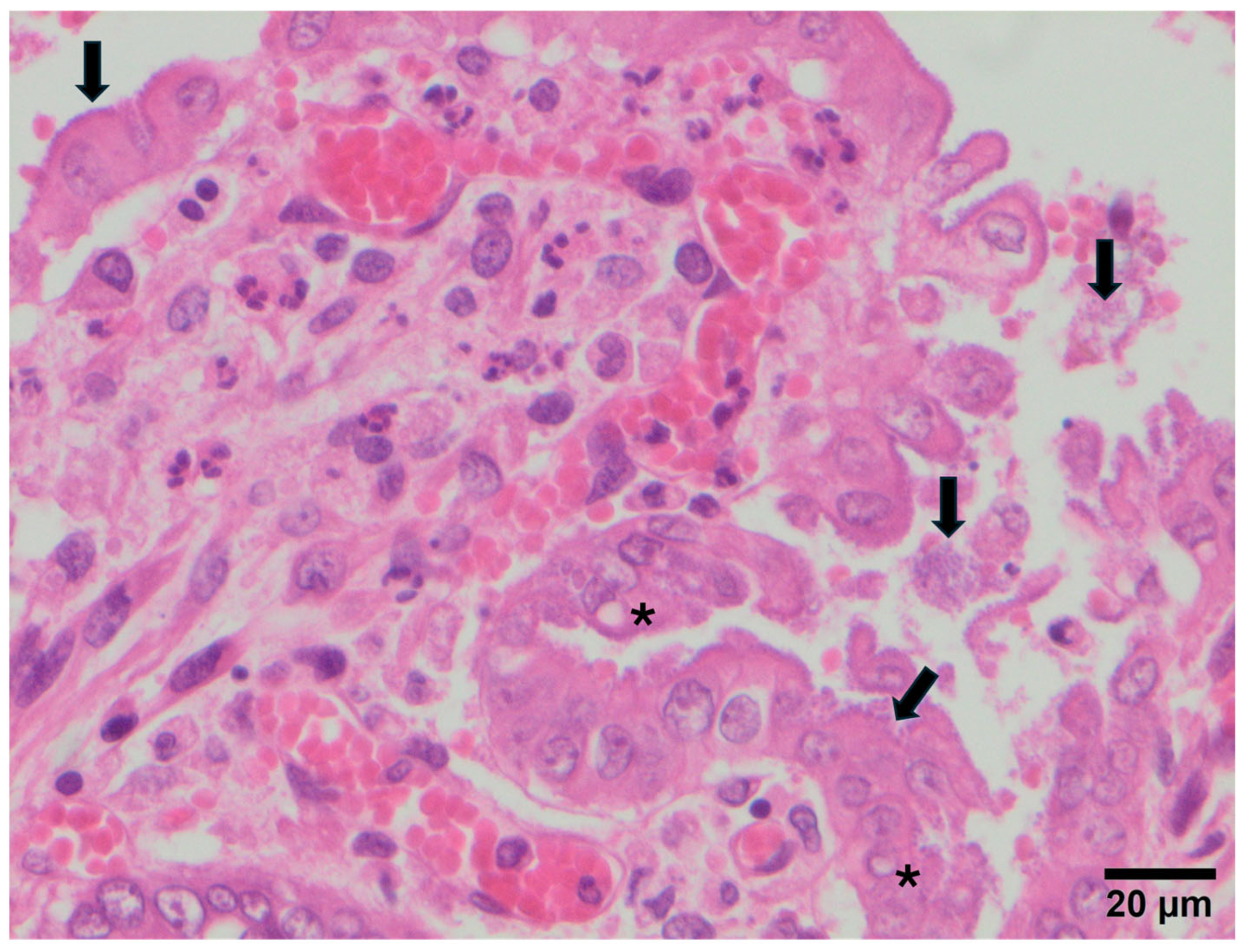 Vetsci 12 01037 g003