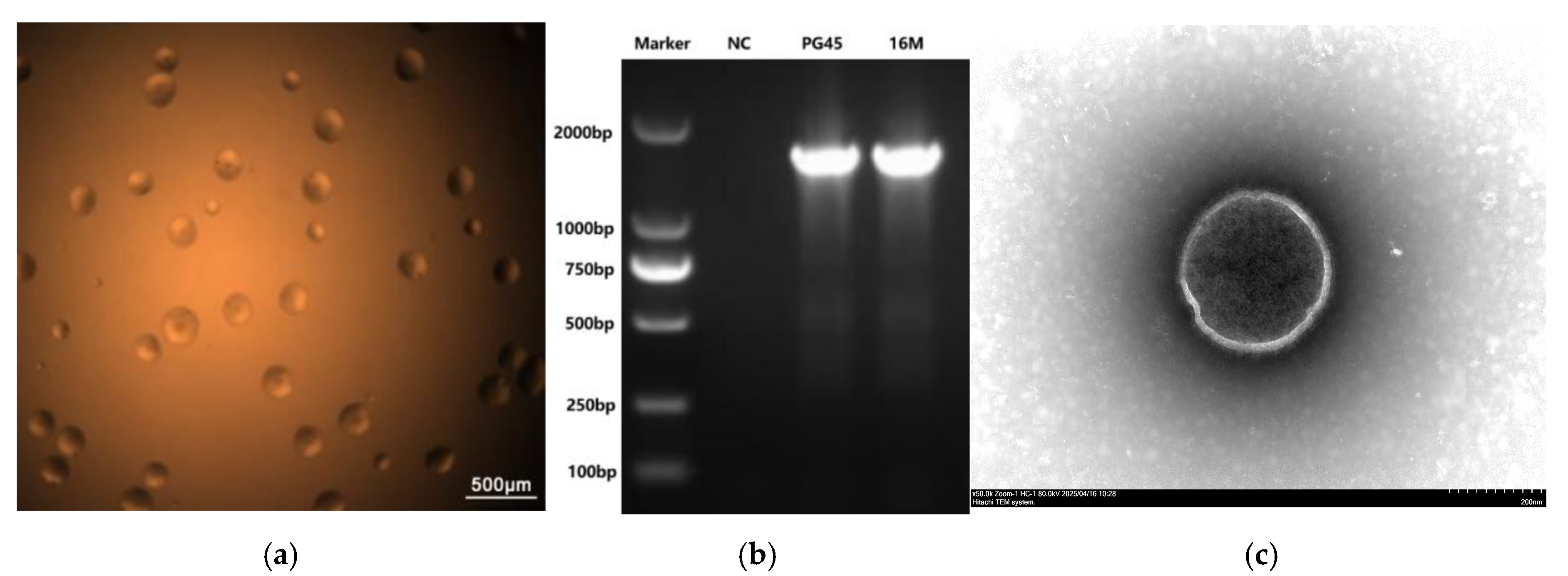 Vetsci 12 01044 g001 Vetsci 12 01044 g001