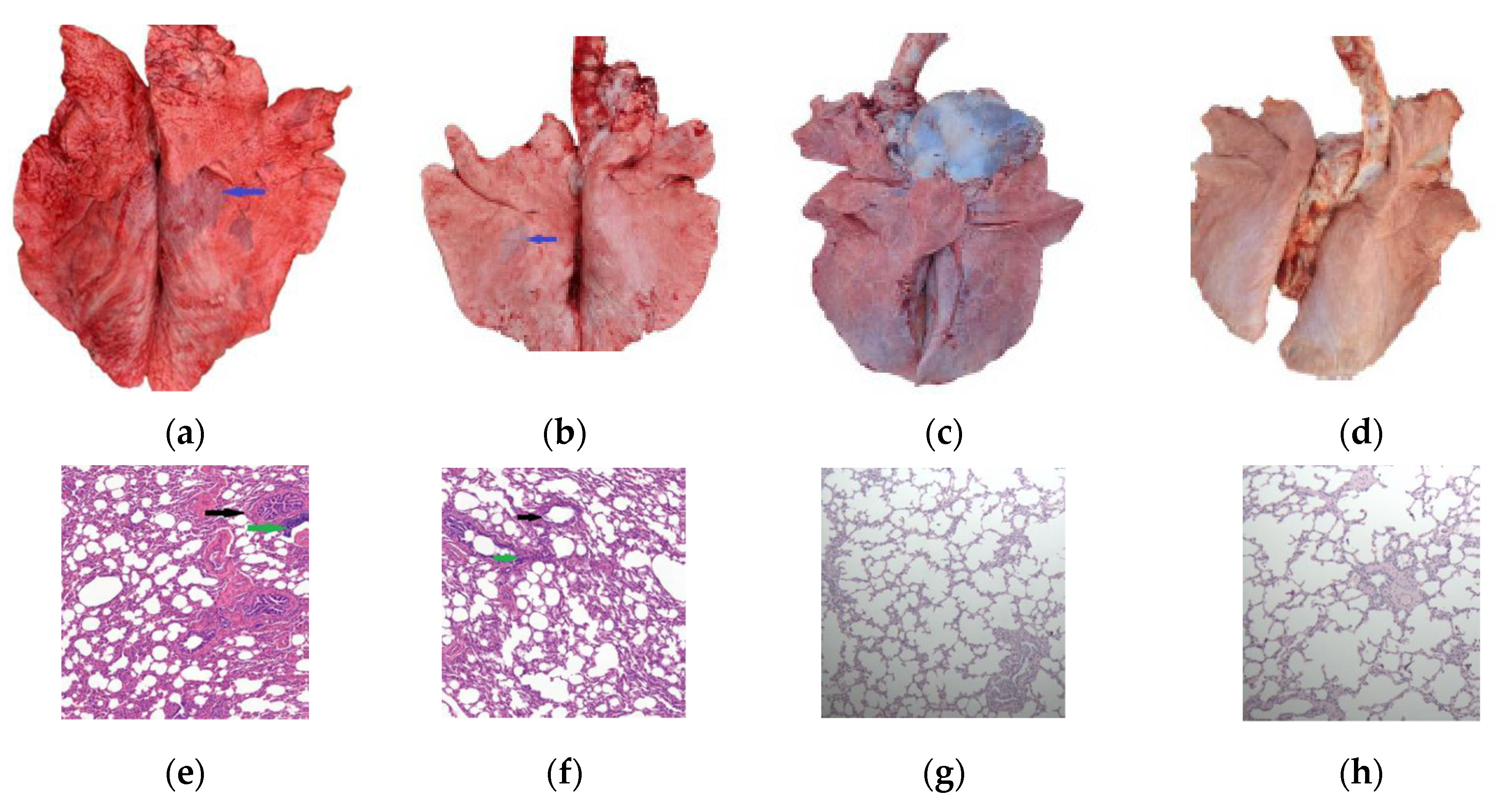 Vetsci 12 01044 g005 Vetsci 12 01044 g005