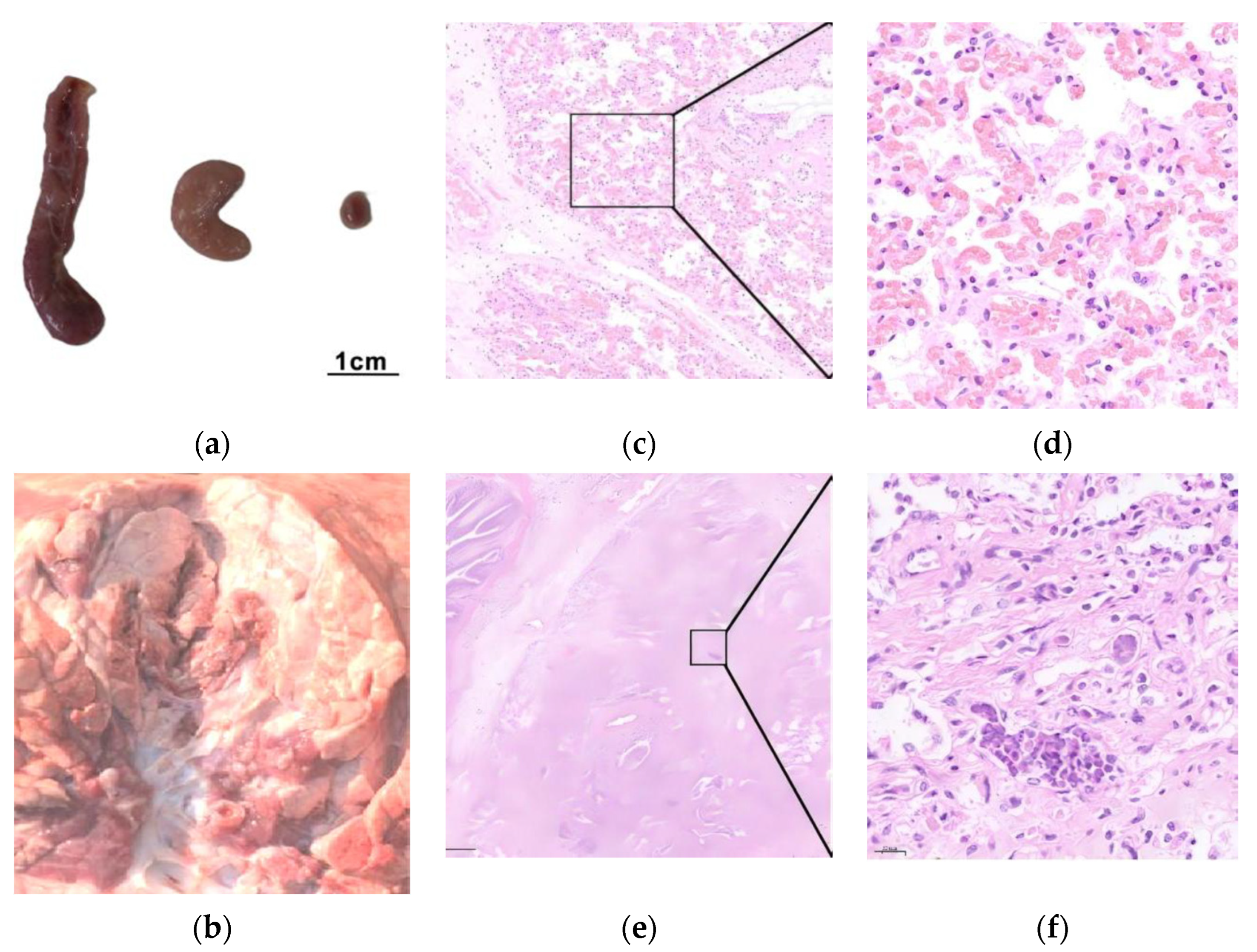 Vetsci 12 01044 g006 Vetsci 12 01044 g006