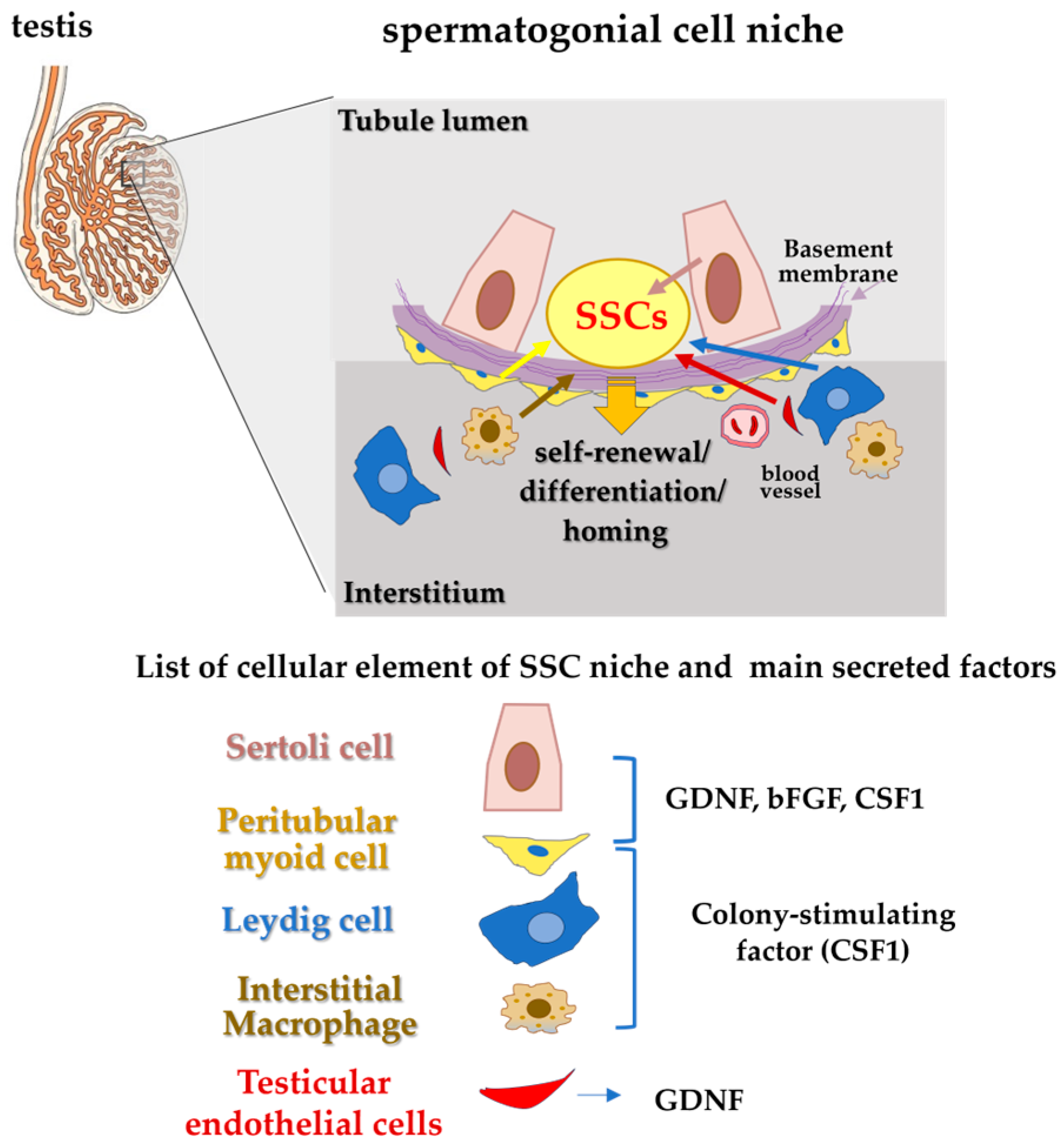 Spermatogonial Stem Cells in Domestic Animals: Current Insights