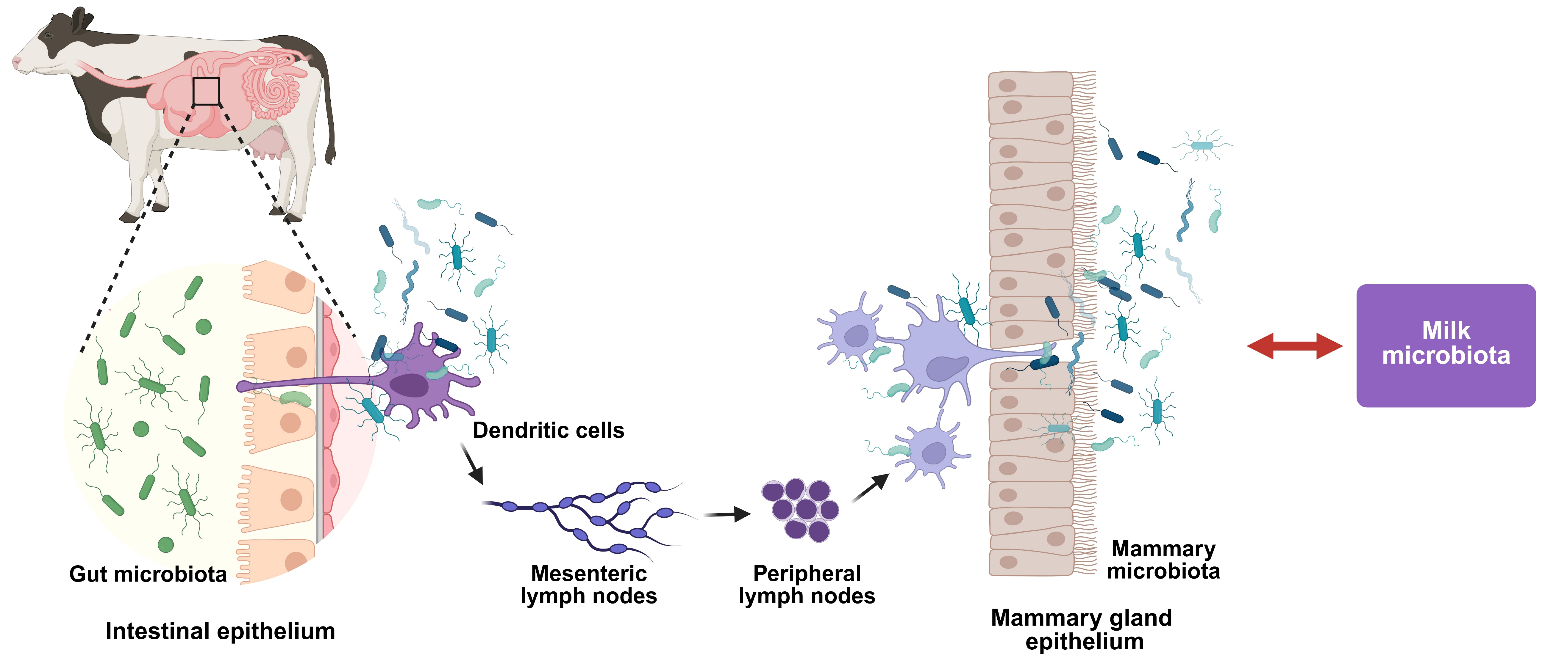 Vetsci 12 01049 g001 Vetsci 12 01049 g001