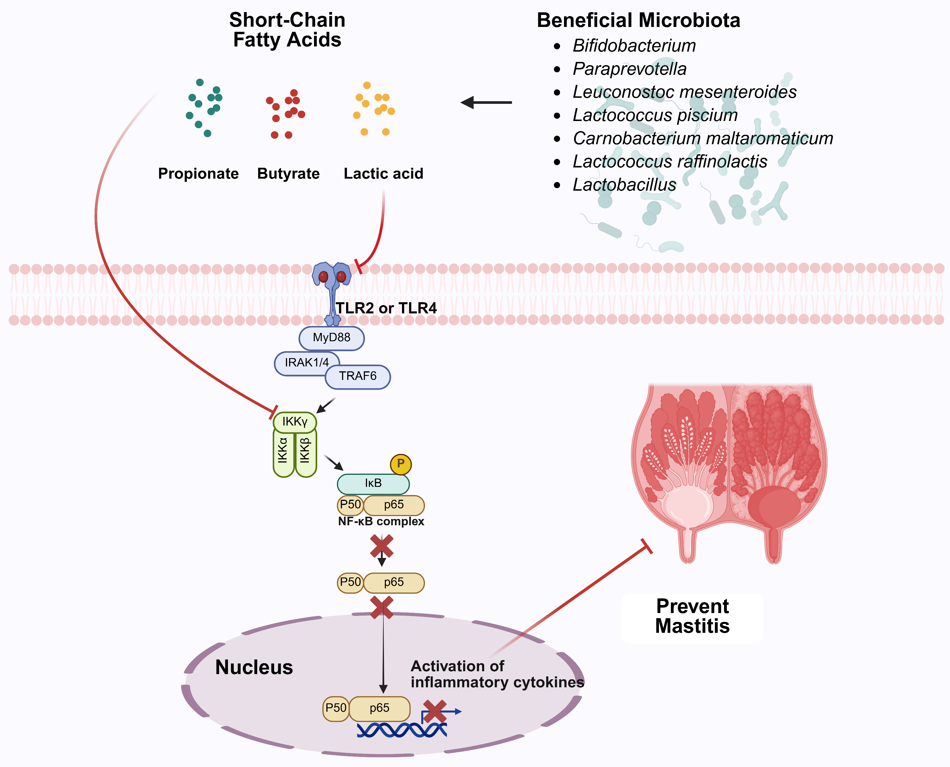 Vetsci 12 01049 g003 Vetsci 12 01049 g003