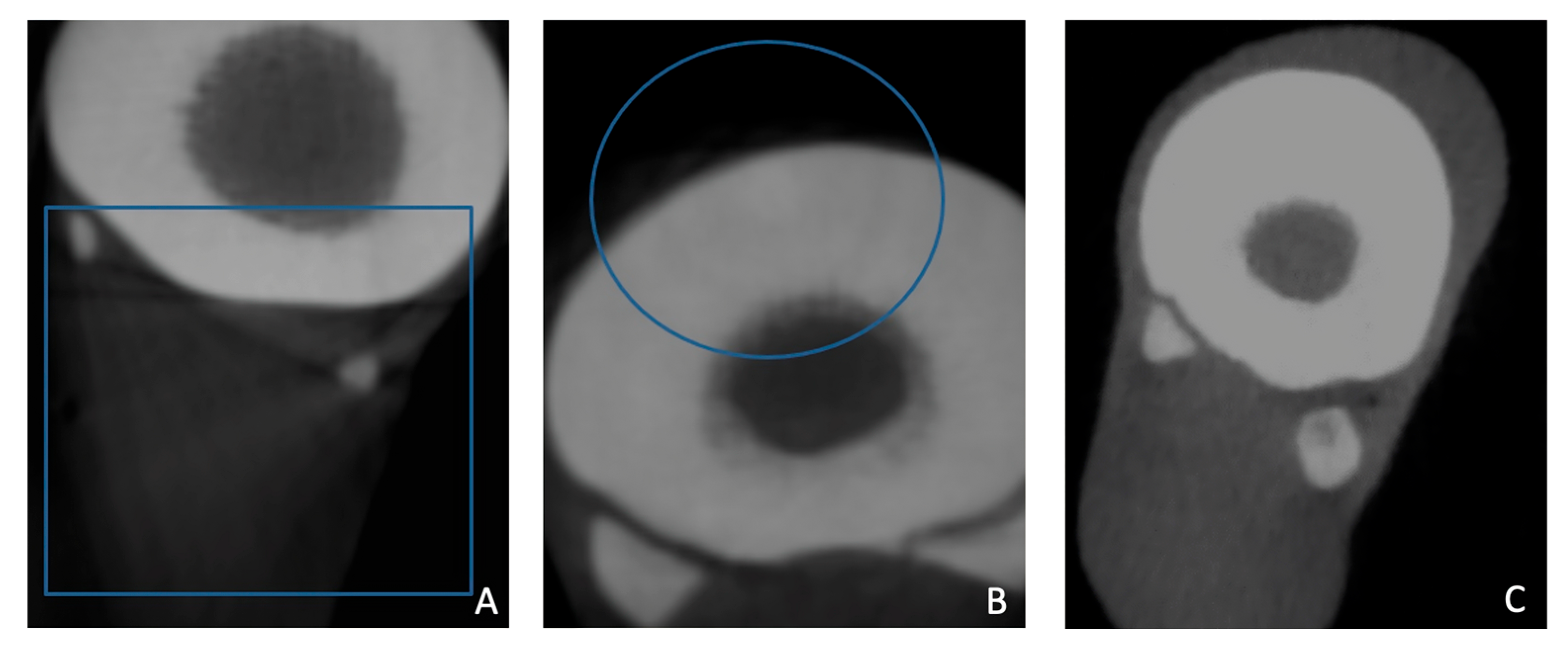 Vetsci 12 01051 g004