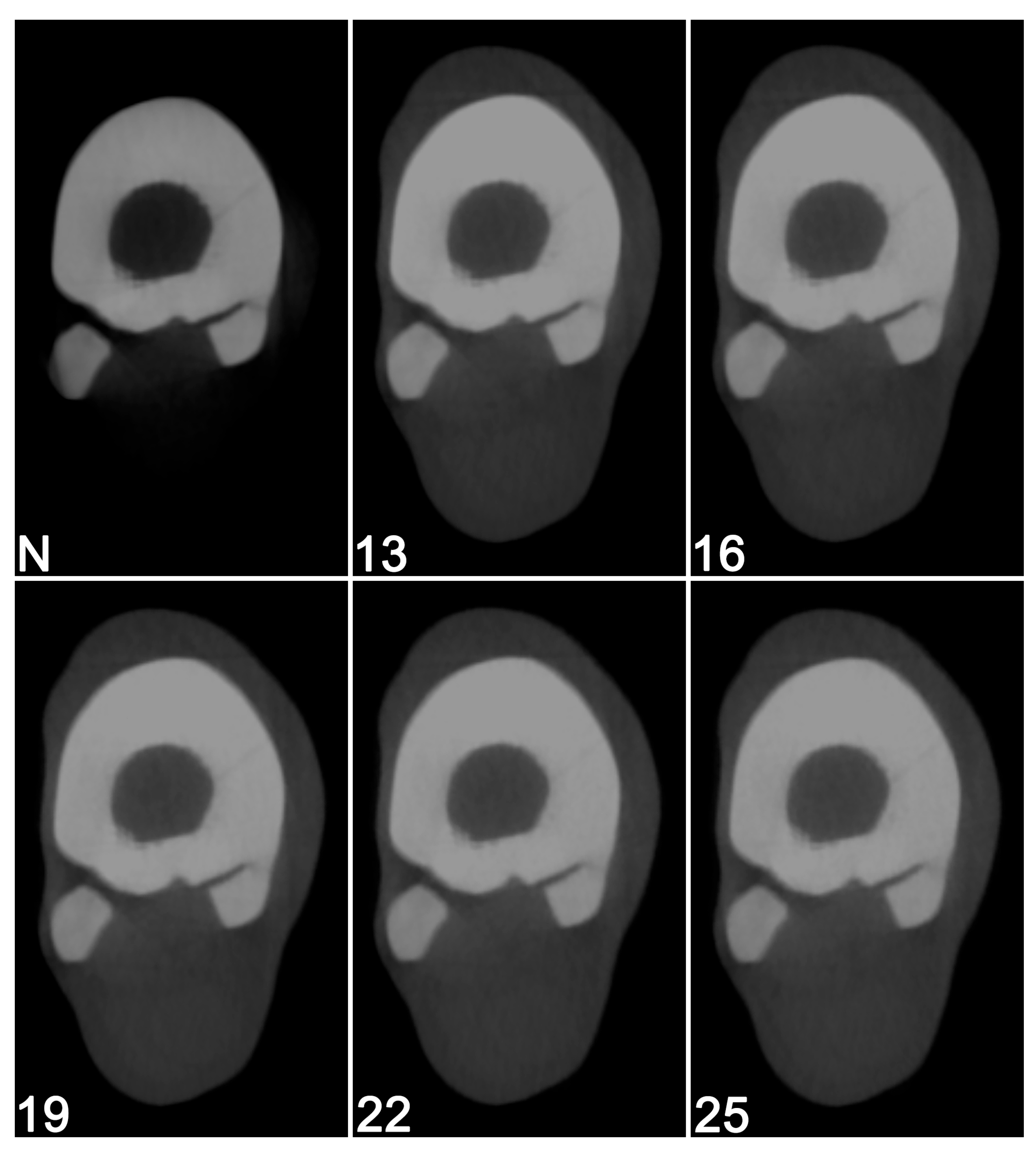 Vetsci 12 01051 g006